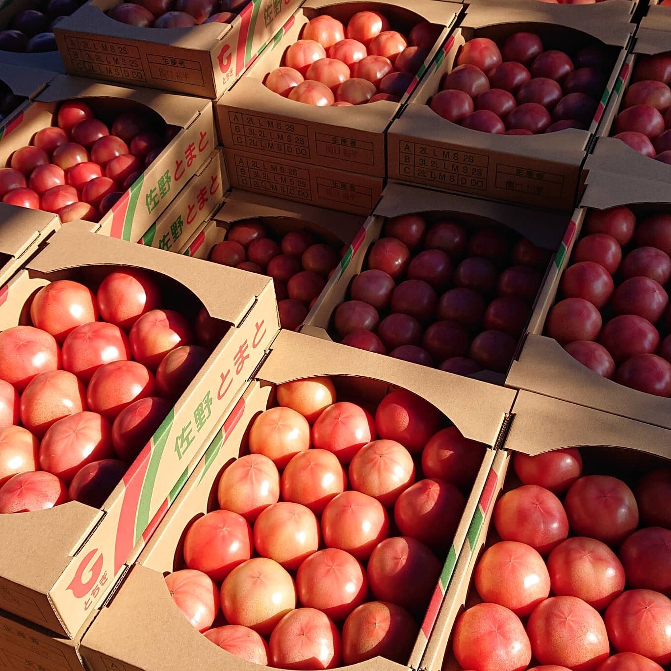こんにちは️
今日は少し寒さが落ち着いた朝ですね

昨日はいつもの倍以上収穫がありました
トマトをトラックへ乗せるのも、納品の値札貼るのもいつもの倍以上の時間がかかりました
嬉しい限りです

これから、いつも通りの農協へ出荷とイオン新都心、ベニマル伊勢山店、田島店と足利市のあんあん弥生、百頭に納品に行ってきま～す
引き続き、ご賞味ください

皆様、良い１日をお過ごし下さい