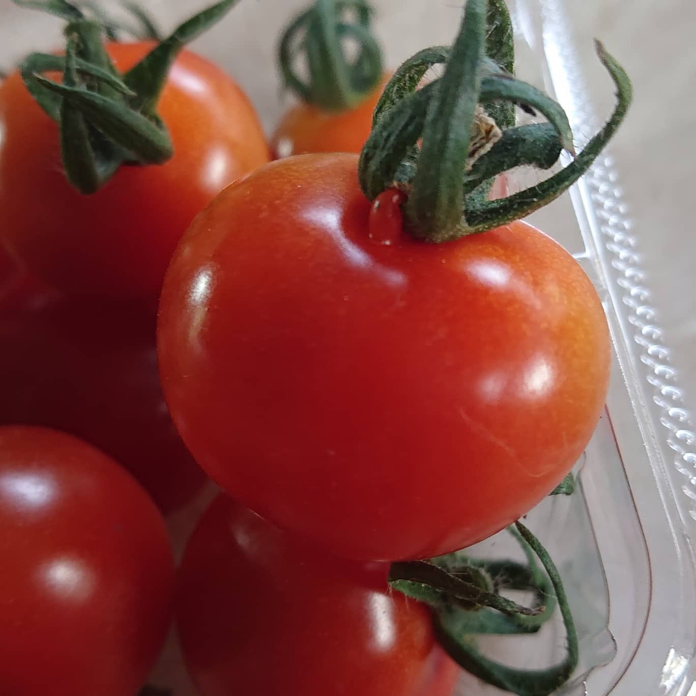 おはようございます️
今日は曇っているからか、寒い朝ですね️

昨日が今年最後の収穫になりました

鼻が付いているトマトだったり、ミニトマトなのに凄い大きなトマト、先日は２つ付いているトマトもありました
ピンチに挟まれて成長して、痛そうなトマトもありました
個性が色々とあります🤗

昨日納品に行ってきたのですが、地場産の野菜が農家の方がお休みしてるのか、少なく感じました🤣
特にイオン新都心は野菜が少なく、トマトが凄く映えました

今日は実家で餅つきです
これから娘を連れて行ってきます

今年もあと２日
今年もありがとうございました
また引き続きよろしくお願いします‍♀️️