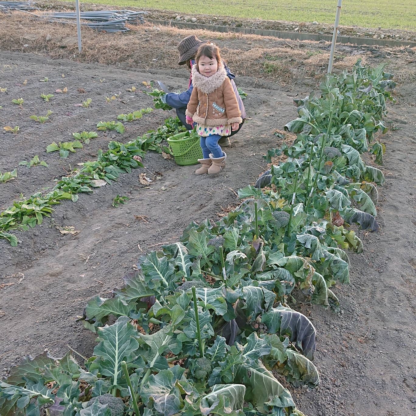 こんばんは

今日は娘２人と実家に行って来ました️
距離は15㌔あるかなーって近いところです

私の母親がやっている畑に行って来ました
ブロッコリーに支柱があったりと私が知らなくやっていないことがあり、勉強になりました
近々、自分の畑のブロッコリーとスティックセニョールに支柱を立てたいと思います🥦

終始、娘は嬉しそうに走り回っていました️