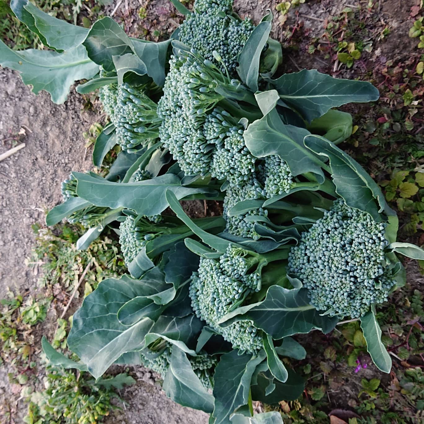 先日、畑で採れたスティックセニョールです
8/21に種をまいてやっと収穫出来ました
見た目も似ているブロッコリーも好きなのですが、個人的にはスティックセニョールの方が食べやすい️
そして何よりも子供達が食べてくれるのでgoodです
スティックと名前に付いてるだけあって、スティックまで美味しい

今日はとても穏やかな天気ですね
すでに午後なのですが、皆さん良い１日を