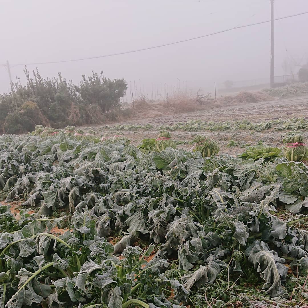 おはようございます️
今朝は凄く寒いですね️️️

起きて外を出たら、霧と霜で真っ白な幻想的な世界になっていました🙂

野菜も真っ白に氷っていました🤣
トンネル作れば良かったなぁと今更後悔

昨日は収穫でした
ヘタが割れきってない物や、２つがくっついているものもありました
昨日は、佐野新都心、ベニマル伊勢山店、田島店に納品に行って来ました

今日はこれから箱折りです
先日、お義父さんがストーブを出してくれました️
お陰で箱折りも頑張れます
よし、頑張ろう️

引き続き、ご賞味ください