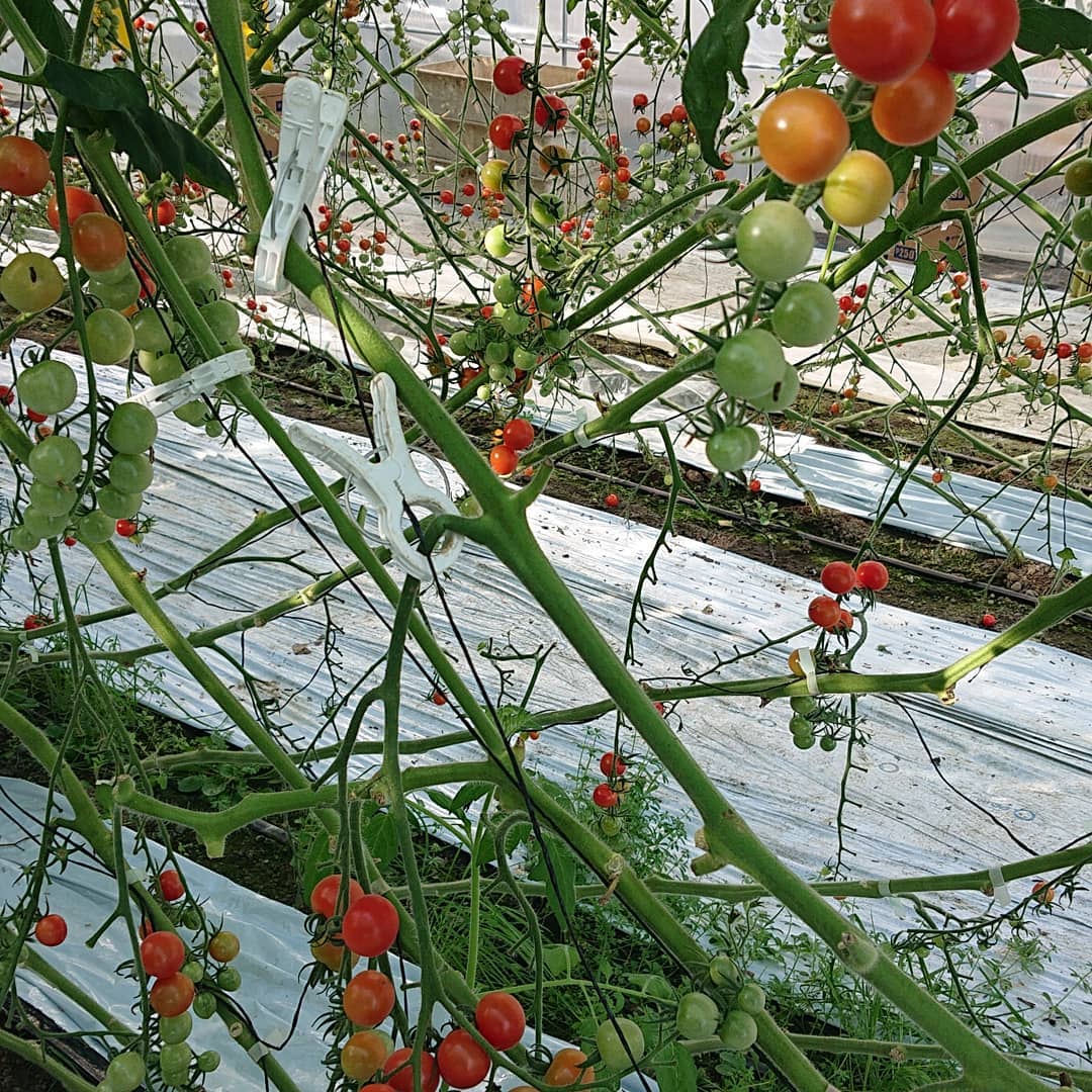 こんばんは
今日は仕事始めでした

12月29日の収穫から4日間収穫をしていないので、今日はトマトが沢山採れました
くっついているトマトも4個ほど採れました

今月はあともう１つのハウスの収穫が始まる予定なので、これから徐々に忙しくなると思います️

夕方にイオン佐野新都心、ベニマル伊勢山店、田島店に納品に行って来ました

トマトが採れた分納品の量も多いですが、いつもよりも赤くなってから収穫しているので、糖度が少し上がっているかと思います

是非ご賞味ください
