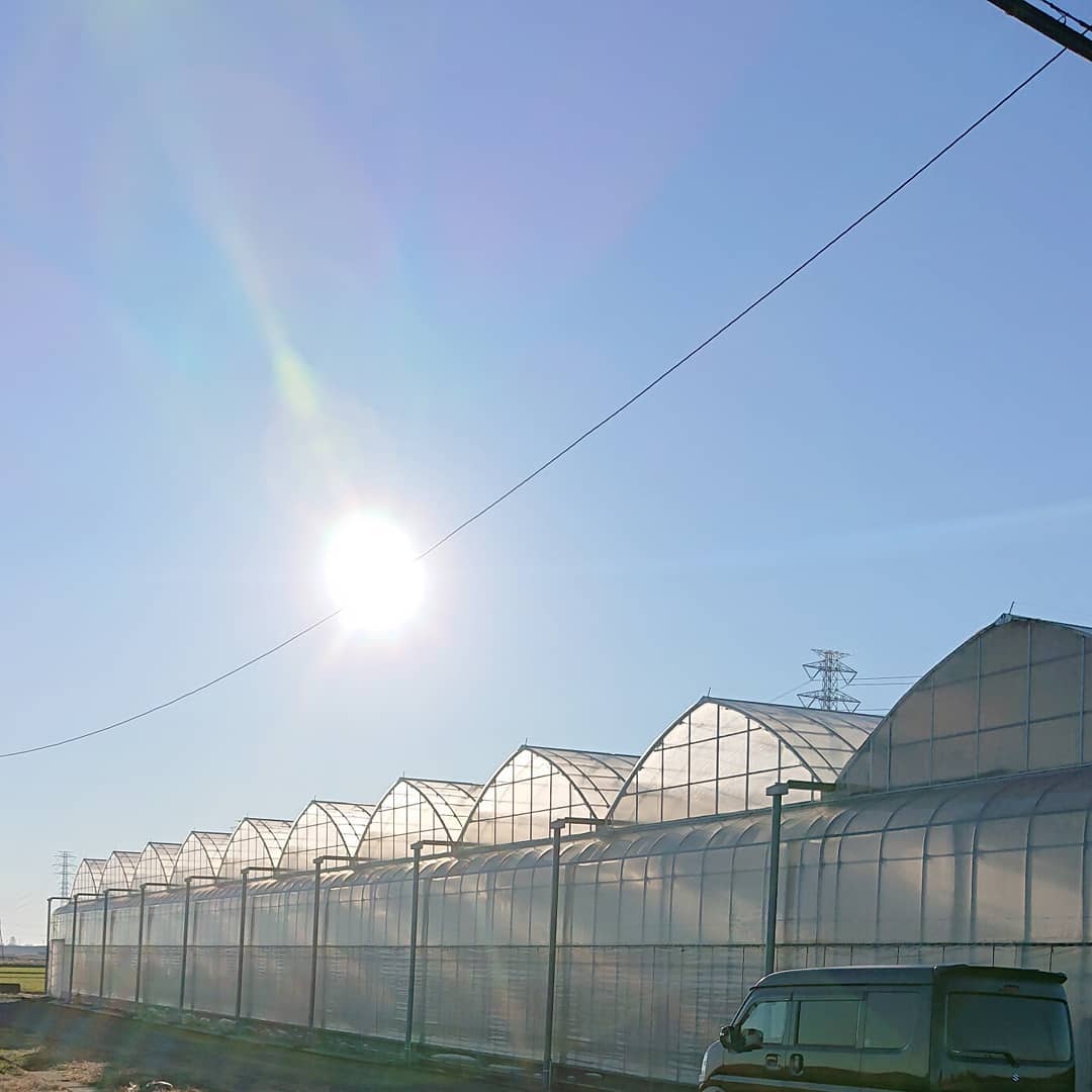 明けましておめでとうございます
今日は一段と寒さが厳しい朝でしたね️

皆様、お正月はどうお過ごしでしょうか️

主人は朝からハウスへ行き、井戸水が氷って水やりが出来ないと言っていました
私の実家に別々の車で行き、お昼前にはトマトへの水やりに帰りました

明後日は仕事始め&収穫です
収穫を4日していないので沢山採れそうです

本年もよろしくお願い致します‍♀️️