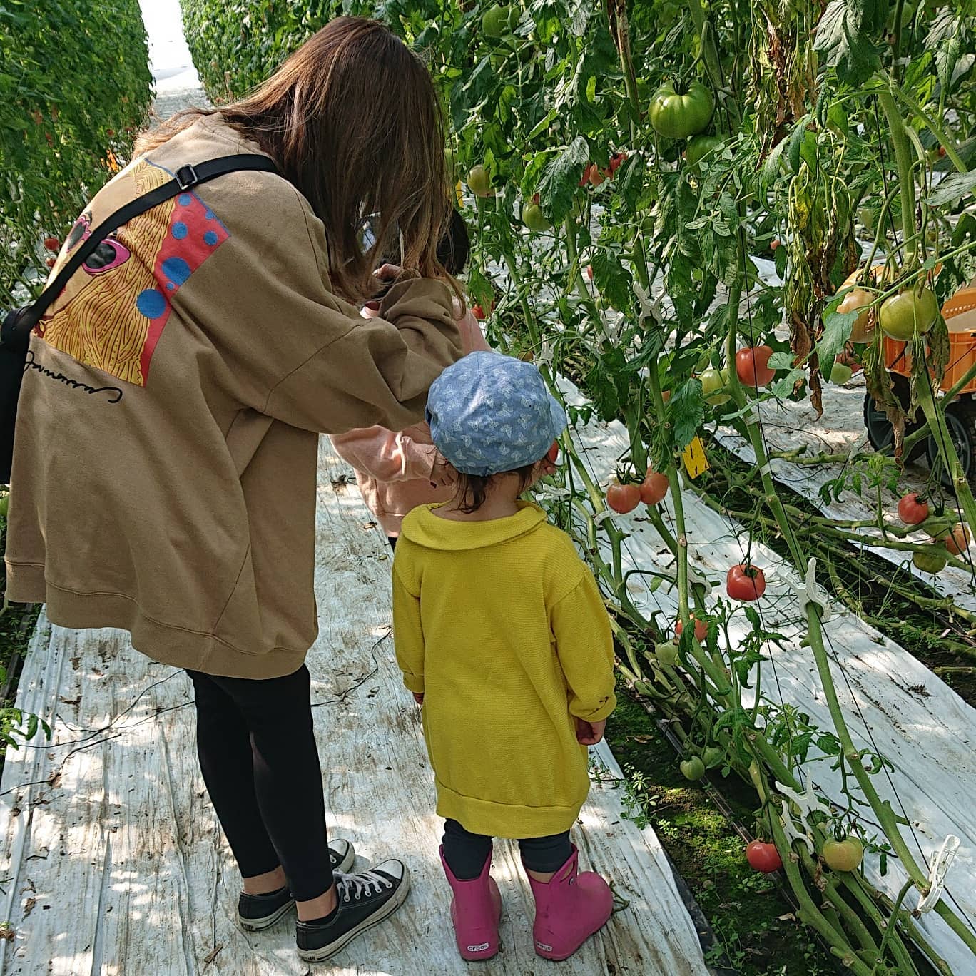 こんばんは

日中は保育園からのお友達がトマト狩りに来てくれました
始めはトマトを収穫していましたが、最後の方は追いかけっこして、終始楽しそうにしていました

たまにはこんな日も良いですね

また来てね

明日は収穫日です
赤いトマトが多く見られたので、収穫量が多そうな予感

早く寝て明日、頑張ろう

おやすみなさい🌜️