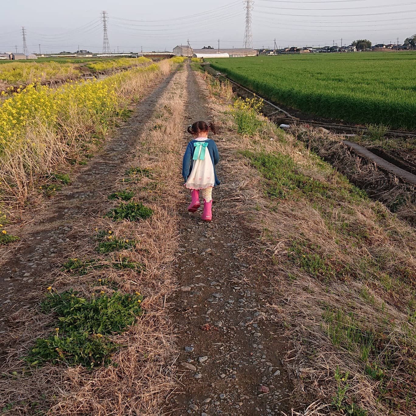 こんばんは
日中は暑かったですね
お陰で明日は収穫量が多そうです

昨日からお姉ちゃんが、私の実家にお泊まりしていて寂しいと言っていたので、夕方気晴らしにお外の散歩に行って来ました
帰りにハウスに寄ったりして楽しそうにしていました

普段から喧嘩ばかりしている姉妹
いないとやっぱり寂しいんだね
明日帰ってくるからね