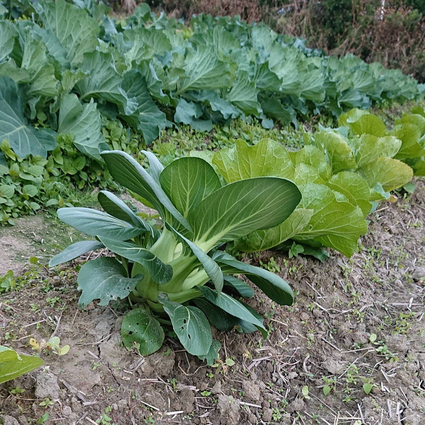 またまたこんばんは
続けての投稿お付き合いください

家庭菜園の写真を整理していたら面白いのがでてきたので投稿しました

白菜の種を撒いたときのですが、育てみるとなんとチンゲン菜️
芽が出て、葉がこれだけ違うなと違和感を感じながら育ててました🤣🤣🤣
こんなことあるんですね

あとの２枚は以前に採れたときに自販機に出したものです
150円で出したいのにないってときにはおつりで50円

そろそろ夏野菜の種を撒く時期ですね
撒いたらまた投稿します

明日は下の子の土曜日保育がお休みなので、私もお休みを頂きました
明後日、収穫します

皆様、良い週末をお過ごし下さい