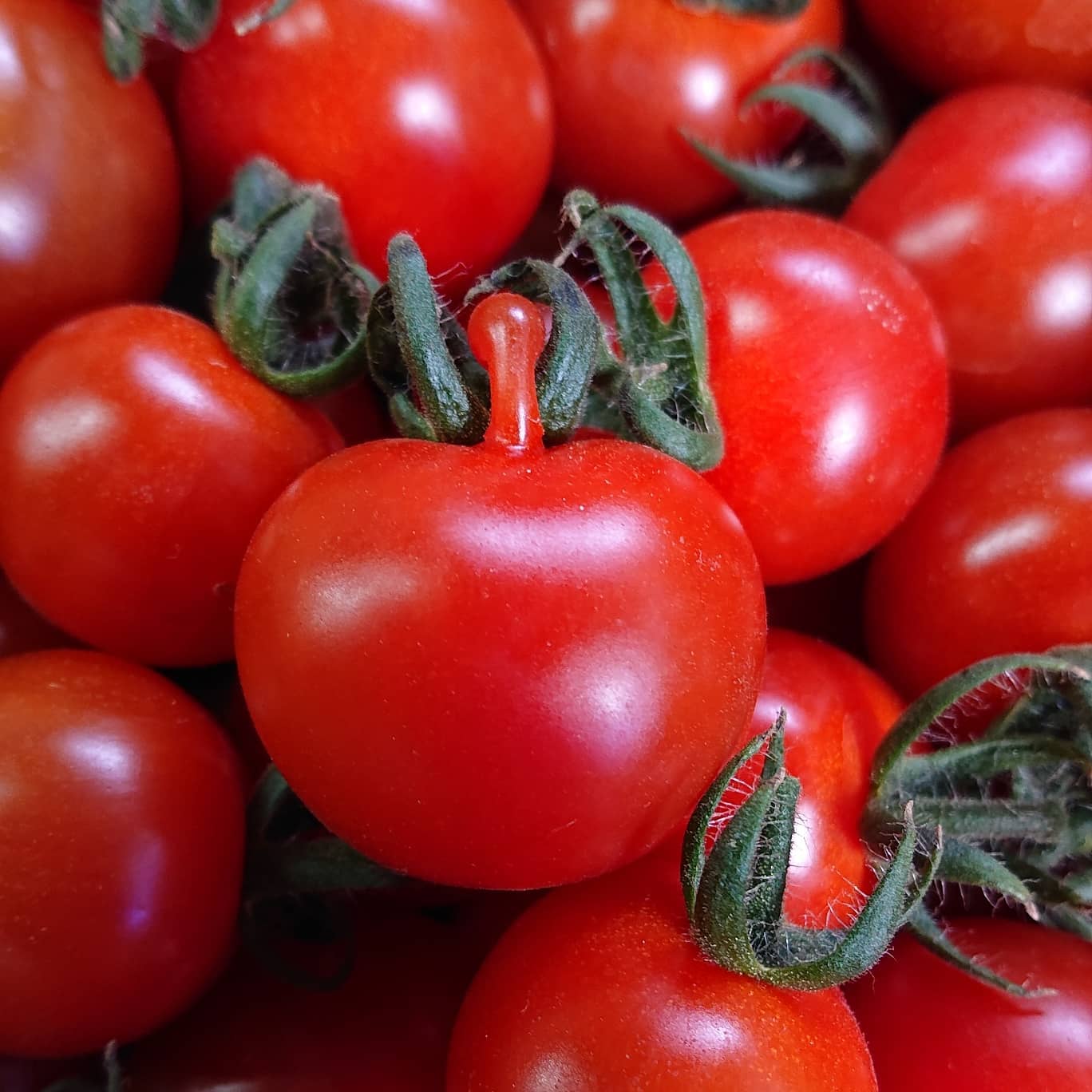 こんばんは

前回の収穫で面白い形のミニトマトを見つけました️
まさにドキンちゃん️

次の日のお姉ちゃんのお弁当に顔つきで入れました

普段はトマトを食べてくれないお姉ちゃん
お弁当に入れると残さずに食べてくれるのを良いことに、春休みで学童に行っているので、毎日入れてます🤣

また面白い形のミニトマト、採れないかなぁ

これから子供達を寝かせてから、主人と一緒に箱折りをします
頑張ろう

皆様、良い週末をお過ごし下さい