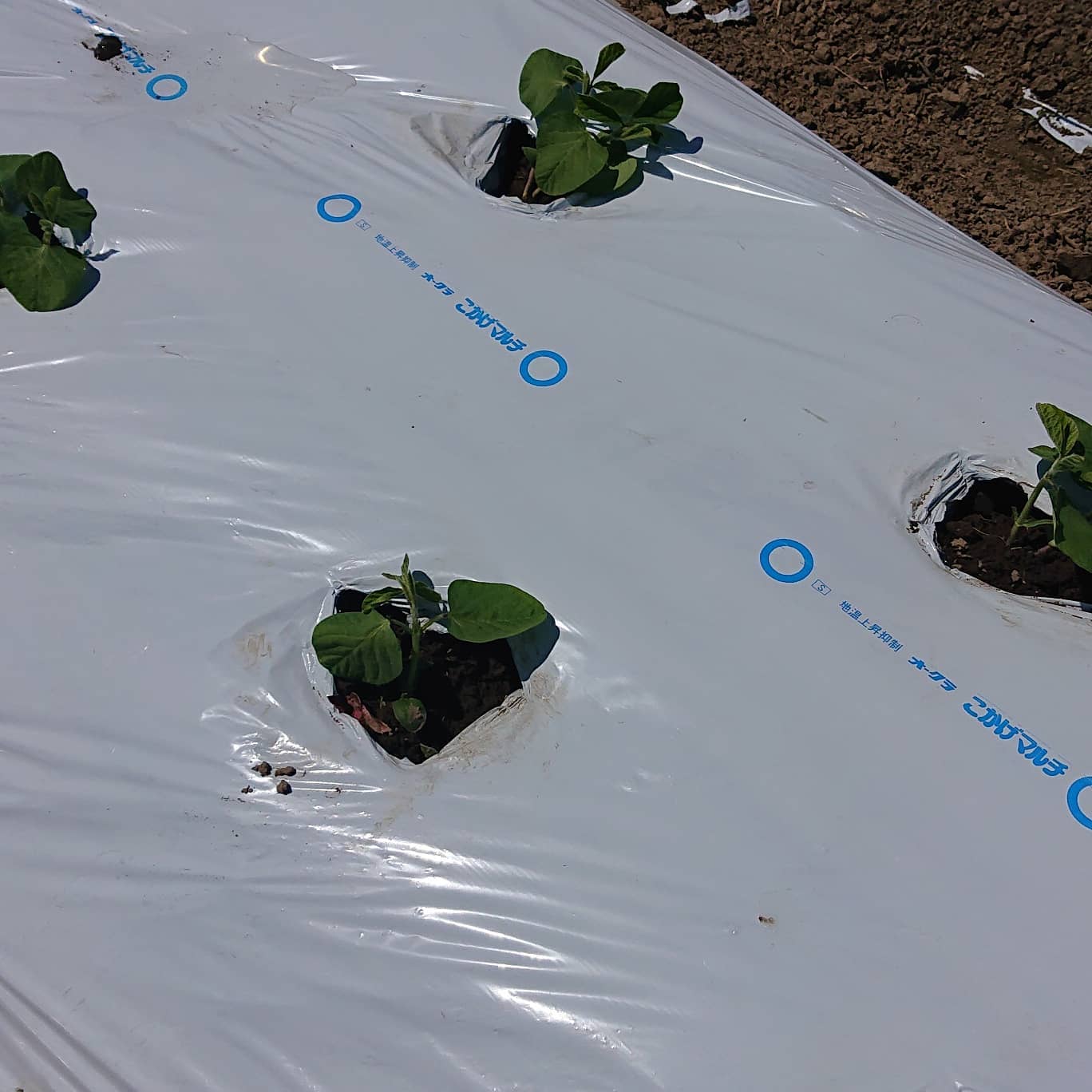 こんにちは

今日の午前中は畑に苗を定植したりしていました
徐々にですが、なんとなく形になってきました
これからは水やりが忙しくなります🚰

今日は涼しくて畑日和の気温ですね🌞
身体が楽でした️

サニーレタスも大きくなったので、自販機に出しました🥬

皆様、今週もよろしくお願いします☆