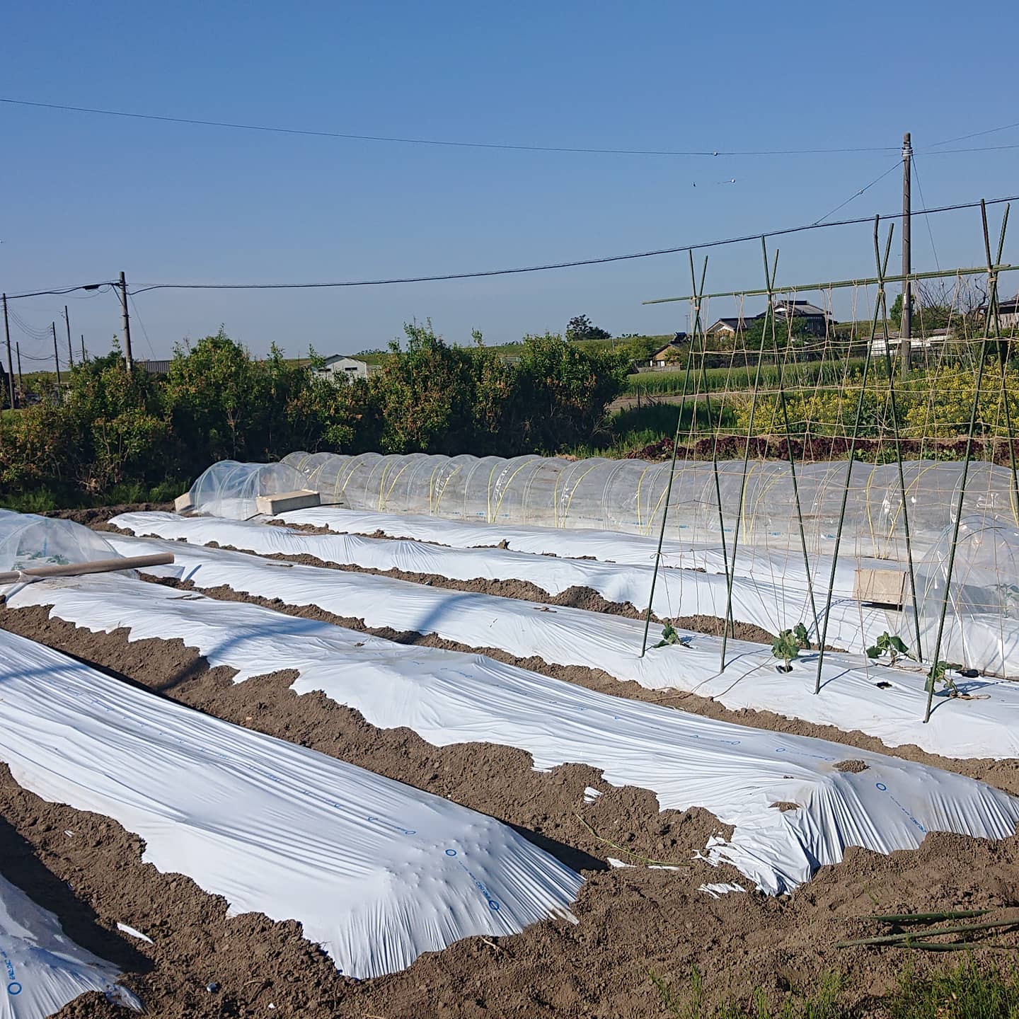 こんにちは😀

今日の朝は冷え込むとのことでしたので、急遽、昨日の夕方にトンネルを作りました️
日中は暖かいのですが、朝方はまだ油断できませんね
寒暖差があるので、体調にお気をつけください️

皆様、良い一日をお過ごし下さい