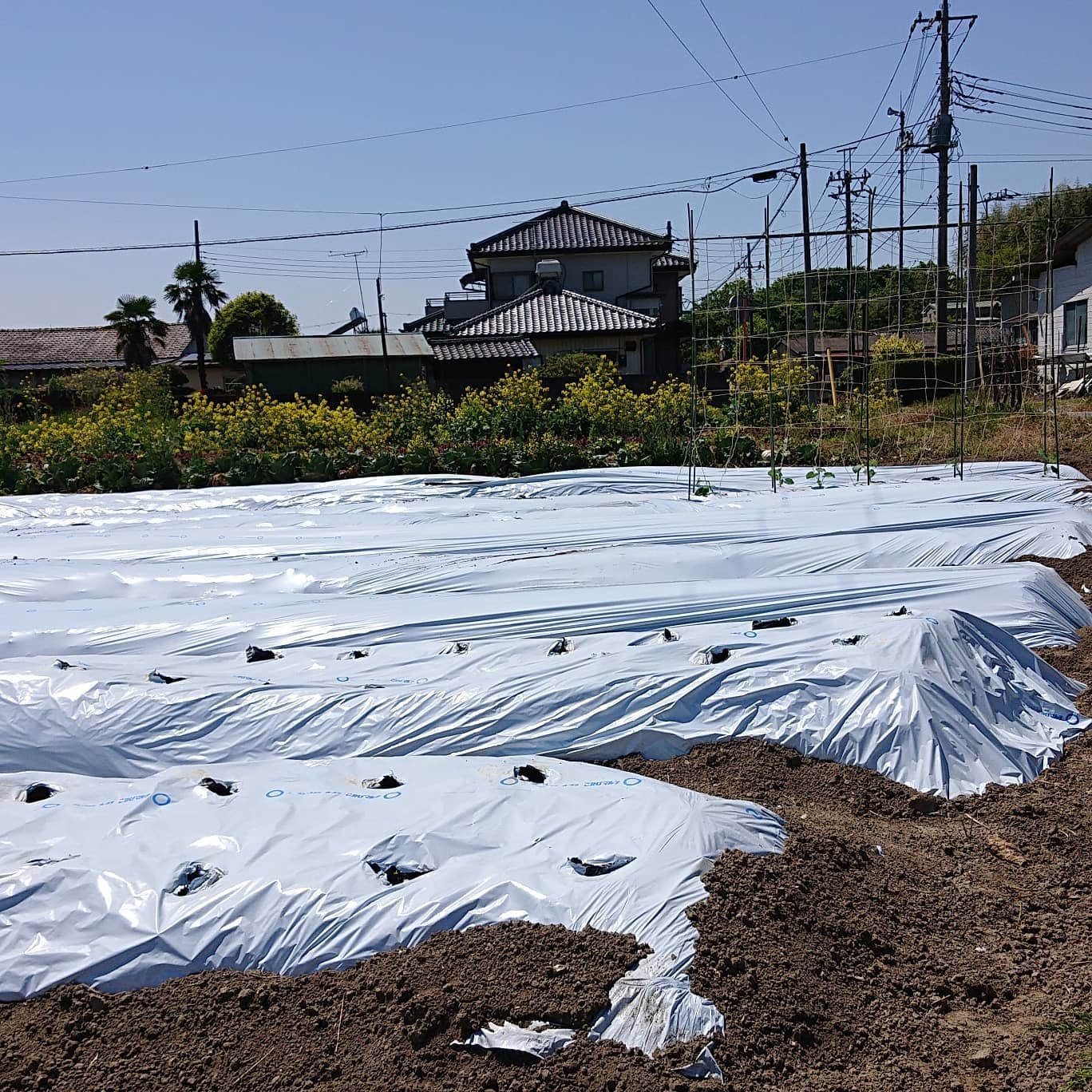 こんばんは🌜️

昨日は午前中、風が弱かったので久しぶりに畑仕事をしていました
残りをマルチ張りして、キュウリの苗と色々な夏野菜の種を植えました😀
まだまだやることが沢山
トマトの合間をみて、ガンバります

最後の写真のいちごは、主人の友達から頂き物です
幸せ～
美味しく頂きました️

明日は収穫です

皆様、良い週末をお過ごし下さい
