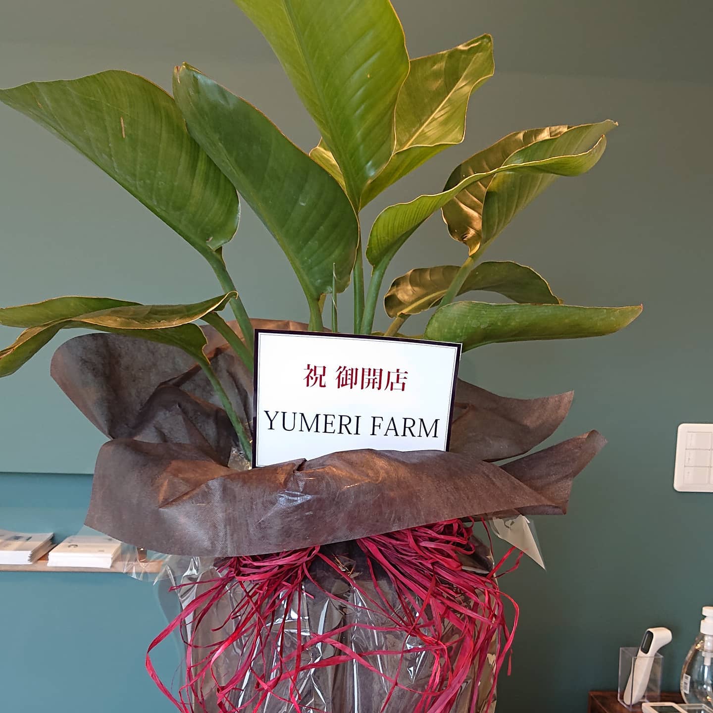 こんばんは

今日は知り合いの美容室が4/30にオープンするのでお祝いを持っていきました️

凄く素敵なお店です️
お祝いも喜んでくれました
良かったぁ

また遊びに行きます