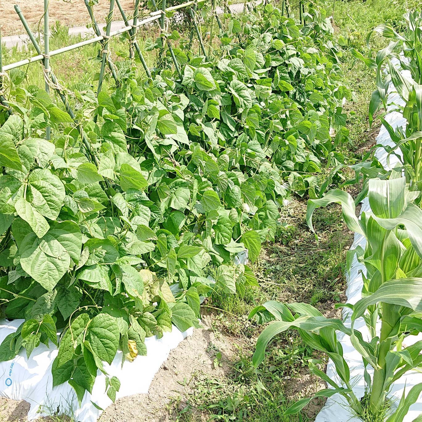 こんにちは
久しぶりの投稿です

投稿をサボっている最中に、人生初のぎっくり腰を約２週間前、収穫中になりました
静養中に無理しない程度に枝豆、トウモロコシ、オクラ、育てたことのないさつまいもの定植をしました

ぎっくり腰になってから土日以外、毎日接骨院に通っていましたが、今週からは様子を見ることになりました️

今日はお昼ごはんを食べるのも忘れてずーと畑の管理作業をしていました
気になっていたことをやっと出来ました

トマトの方もあともう少し️
収穫量も少しづつ落ち着いて来ました

先週麦狩りが終わり、これからは田植えの準備です

トマトの方も引き続きよろしくお願いします‍♀️