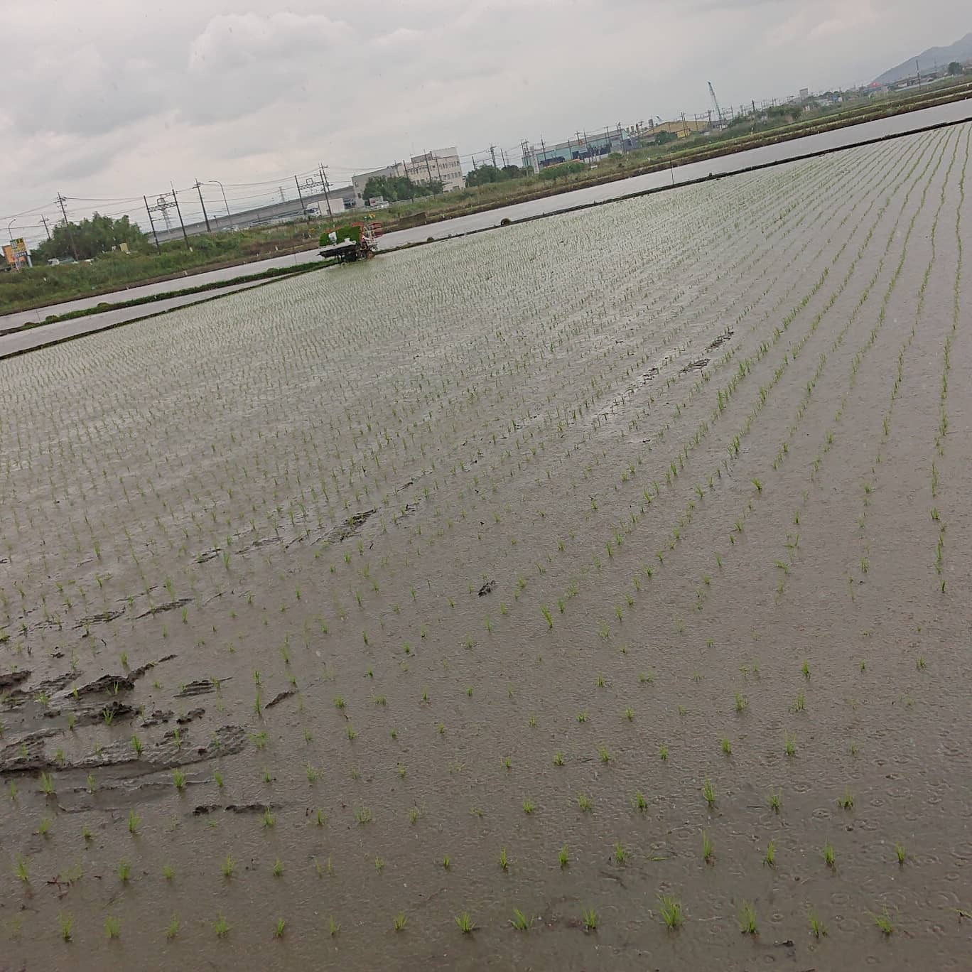 こんばんは

今週はトマトの収穫の合間を見て、お義父さんとペアを組んで田植えが無事に終わり、トマトもやっと終盤を迎えました
そして、古いほうのハウスは片付けが始まりました️
新しいほうのハウスは来週の土曜日から片付けを始める予定です
終わるんだなぁとホッとする感じと何だか寂しい感じと複雑な感じです

あともう少し
頑張ります

家庭菜園はキュウリ、ピーマン、中玉トマトが採れ始まりました🥒
少しづつ自販機で販売していきたいと思います

関口農園、yumeri fromのトマトを引き続きよろしくお願いします️