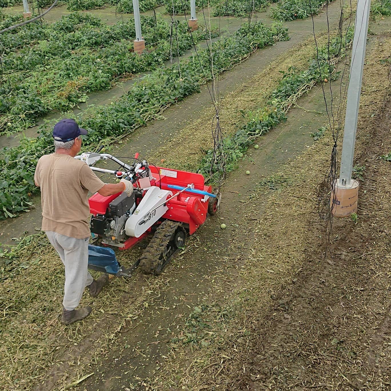 こんばんは

今日１日でハウスの片付けが凄く進みました
買ったばかりの裁断機の性能の良さに驚きました
あんなにモサモサしていた葉が芝みたいになってしまいました️
凄い️
あともう少し

主人から来作のトマトの苗が9月7日に届いて、定植予定と聞きました
もぅ２ヶ月無い
早いなぁ😑