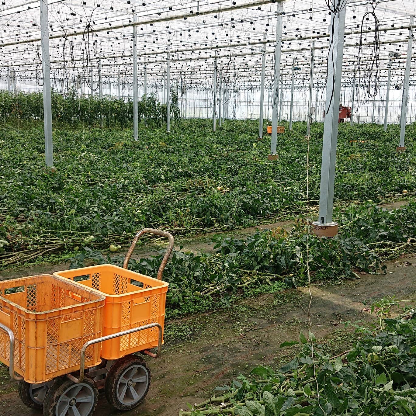 こんにちは

連日の雷の雨風は大丈夫でしょうか️
今もゴロゴロなってます

今日はミニトマトの最後の収穫しました
今日の収穫したものは、今シーズンお世話になった方とパートの方に感謝の気持ちで差し上げました

大玉トマトは木を倒しました
まだまだトマトは付いていますが、来シーズンのことを考えて逆算してギリギリまで収穫しました
勿体ないと今もパートの方が収穫して持ち帰るそうです️

この後は裁断して、肥料を撒いて、耕運してから今週の土曜日にビニールをかけて、熱処理する予定です

今シーズンも色々な方に支えられて無事に終わることが出来ました
ありがとうございました
また来シーズンもよろしくお願いします‍♀️

私はトマトが終わったら畑作業がメインで待っています
連日の突風で色々な作物が横たわっています
昨日の午前中にある程度手直しはしたのですが、またやられました
雷さん、お手柔らかにお願いします‍♀️