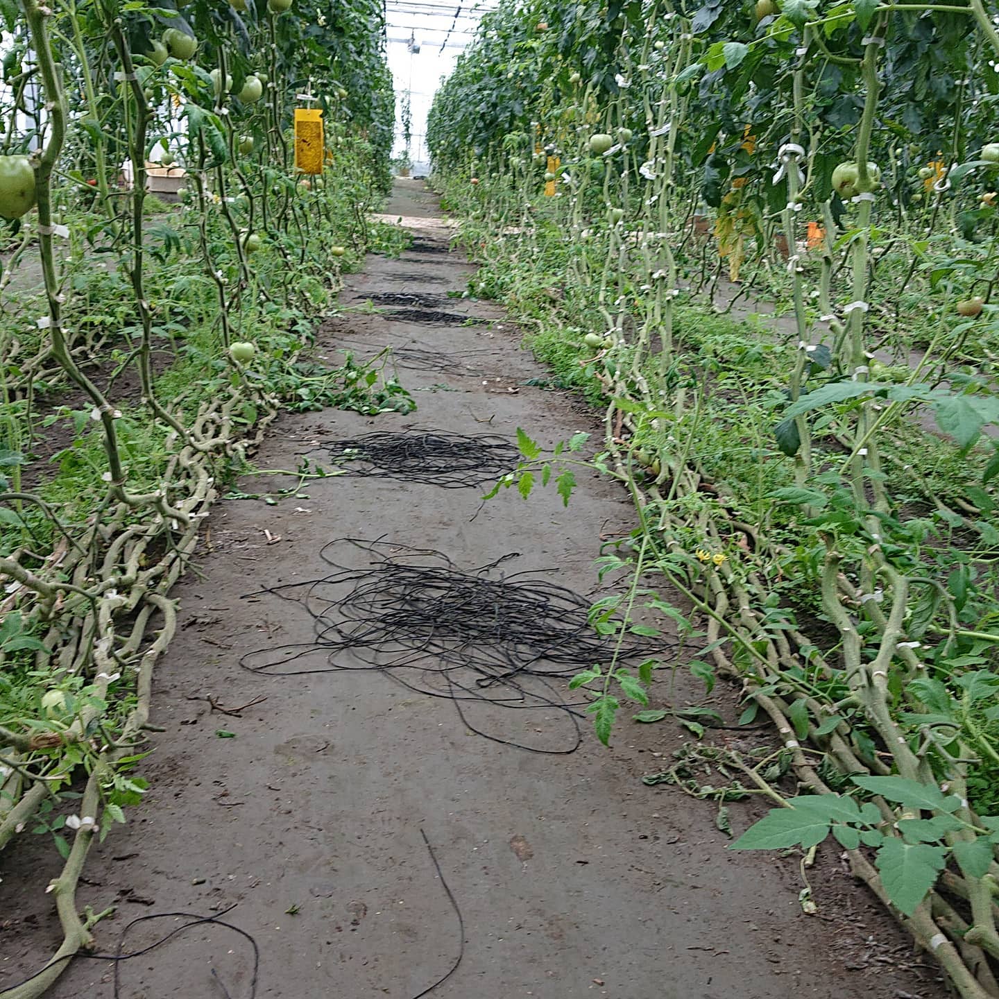 おはようございます️

ヒモ回収も終わり
トマトもあともう少し
