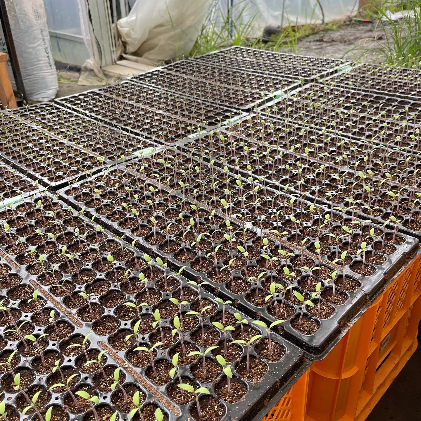 こんにちは🌞

午前中は久しぶりにパートさんと集まって、ハウス仕事をしました️
熱処理したビニールを剥がして、草むしり、石拾いをしました️

ミニトマトの苗も順調そうです

来月の7日に大玉トマトの苗が届くのでそれまでに準備をしていきます！
いよいよですね

ちなみにいちごの苗も順調でした
このまま本当に育てて行くのかな

良い1日をお過ごし下さい