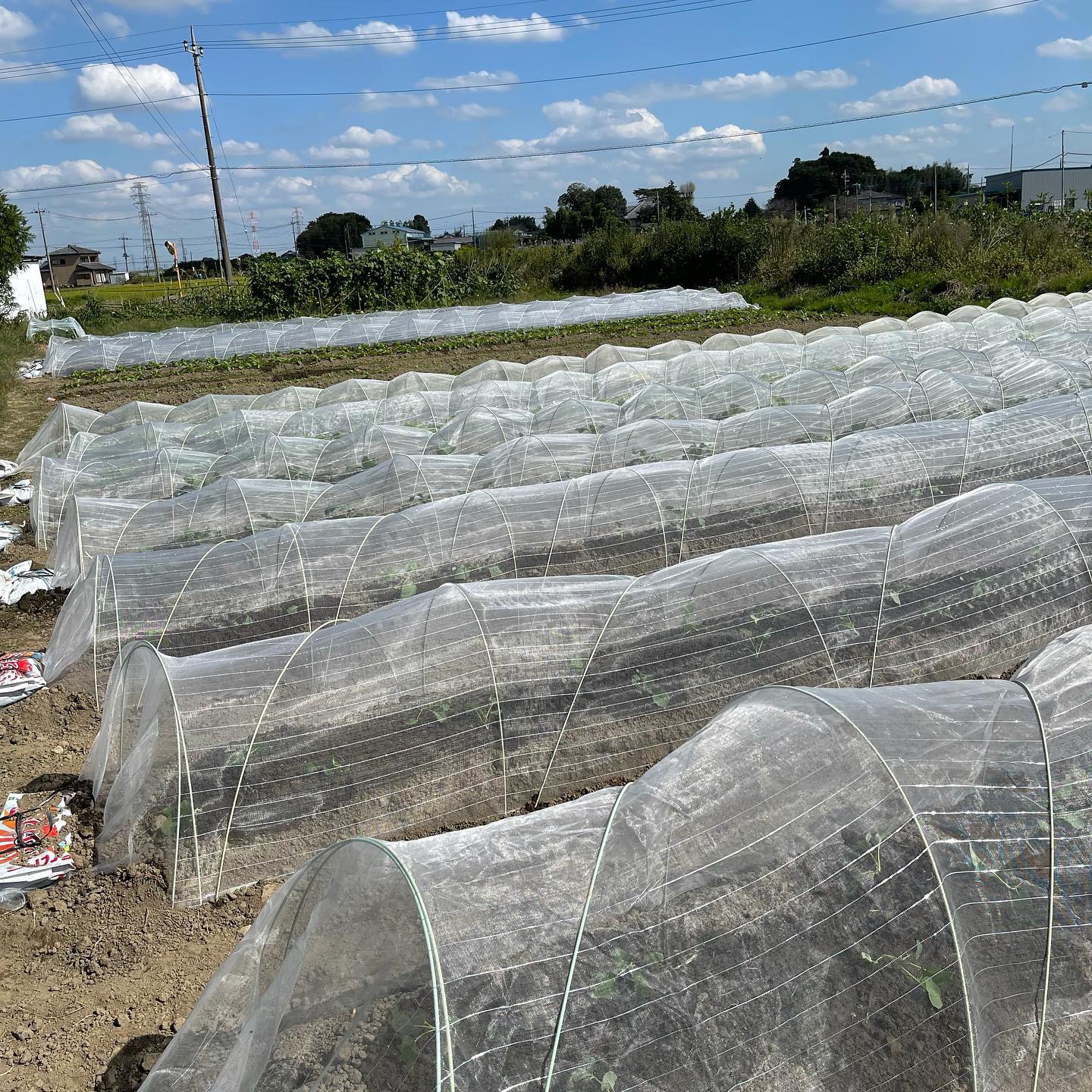 ひと段落

昨日、今日と2日間みっちりと畑仕事をしていました
冬野菜の定植が全て終わりました

防虫ネットも買い足し全て使い切りました
ハウスの仕事が忙しくなると畑の管理にも行けなくなるので一手間をかけました

終わってほっと一息


#家庭菜園　