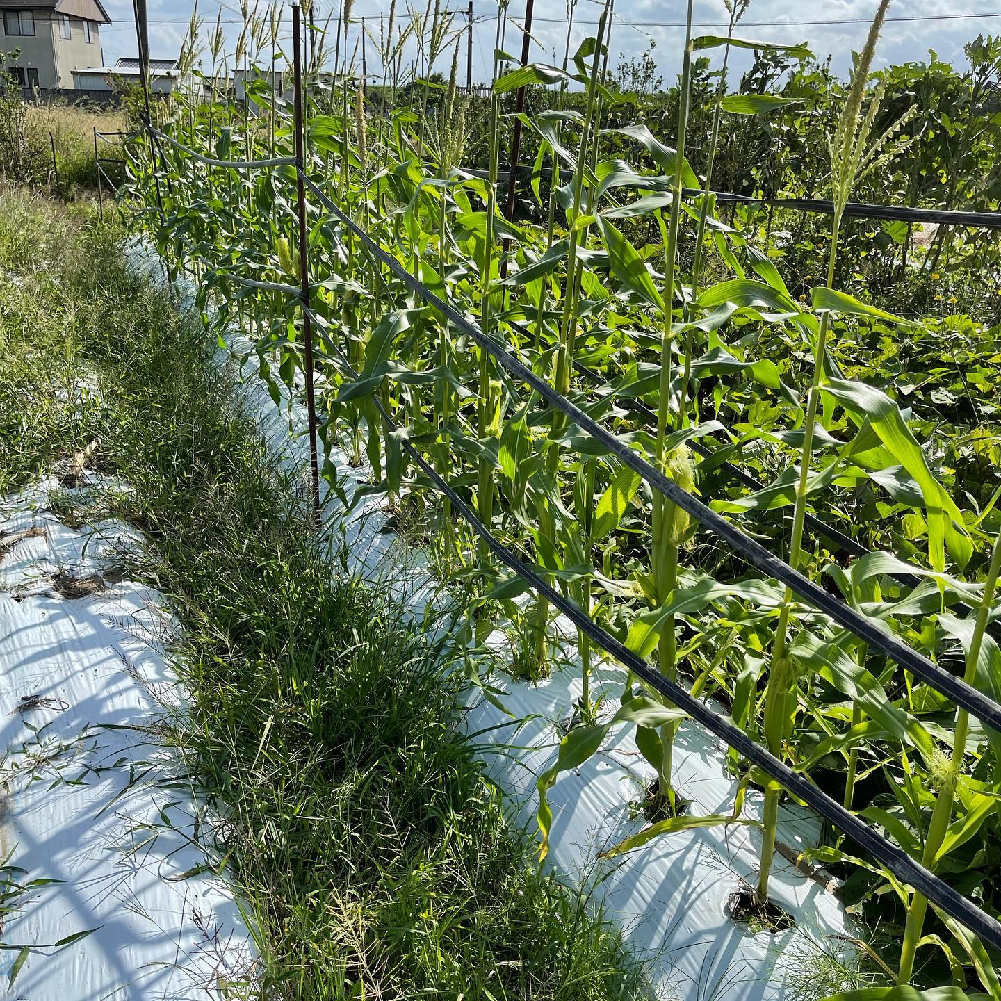 台風対策

今日は主人と一緒に台風対策をしました

日照不足で太く成長しなかったとうもろこし
ハウスで使わなくなった冠水チューブを周りに巻いてもらいました
ヒョロヒョロしているから心配

冬野菜のベット数が足りないので先日作ってもらいました🏻
そこに白菜、キャベツを定植して台風の風にも耐えられるように防虫ネットを張りました️
今回の台風は風が強いと聞いたので、出来るだけのことはしましたが祈るばかりです🏻

先日撒いた大根が芽が出ました
撒いて3日、早い️

最後の写真は先日友人のお店を借りて、私の髪を染めてもらいながら主人のカラーカットをしました
主人の髪の毛をしばらく放っておいたので、だいぶスッキリしました️
久しぶりの美容師、楽しかった

明日はハウスで誘引です　
頑張ろっ🏻