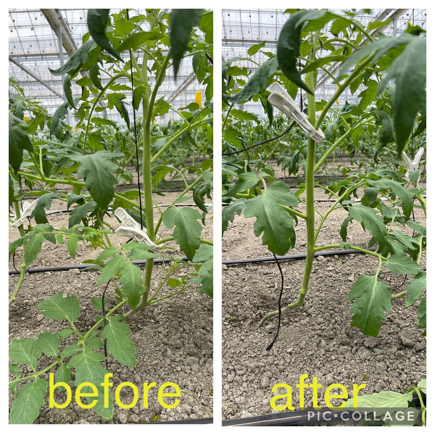 ハウス仕事

写真は間違い探しですよね

今日はわき芽、葉かき、クリップの移動をしました
苗の下がスッキリしました
今日で約半分終わったので、残りは来週です