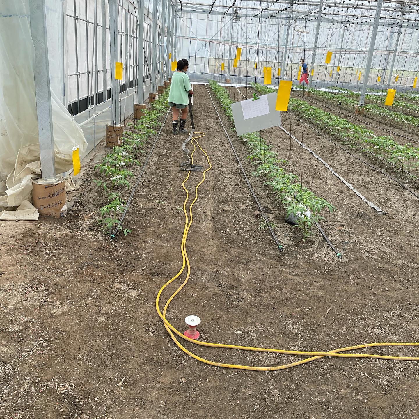 ハウスと家庭菜園

台風が大したことなくてホッとしていますよかった

今日は学童保育がお休みの日なので久しぶりにお姉ちゃんとハウス仕事をしました
思った以上に仕事が出来て、しかも早くてビックリ️
ありがとう🏻

お昼は を食べました
ご主人も奥様も気さくな方でとても良い方でした️
美味しかったです🥰
リピ決定です🏻

ハウスは草が生えてきたので小さいうちに鋤簾で取りました😀
ミニトマトの接木も順調です

きゅうりが取れ始めました🥒
今、きゅうりの値段が高いので、重宝します
まとめて採れるようになったら、安く自販機で販売しようかと考えてます🤔

夕方はブロッコリーの定植をしました🥦
明日から晴れるからちょっと心配🥲

春菊、ほうれん草の芽が出ていました
残すは人参とごぼうです
早く芽が出ないかぁ