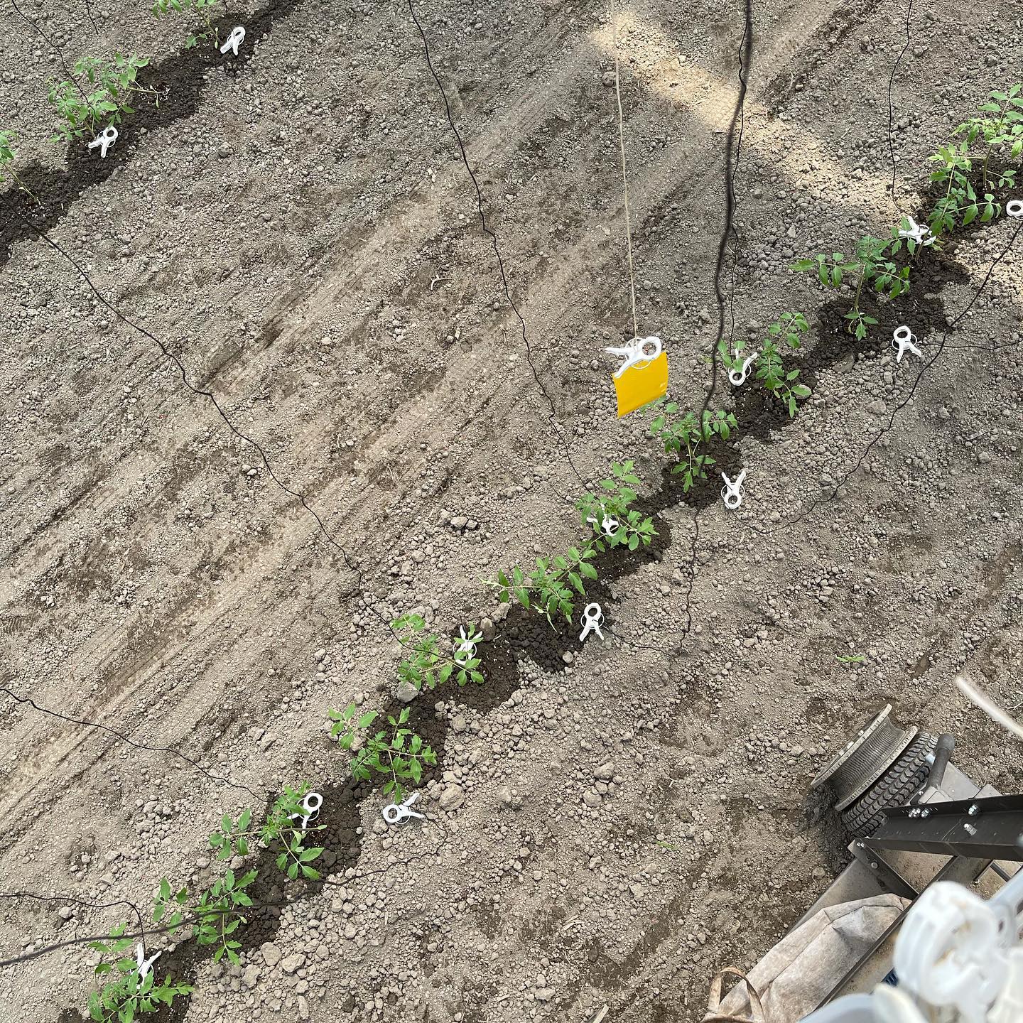 区切りがつきました

昨日で一旦区切りがつきました
今年は1列なので、交互に誘引
ローラーフックの先にクリップ付けてひとつ飛ばしで置きました️
１つ間違えるとその先も全部間違えてしまうので隣の側に誰かと一緒やると間違っても直ぐに分かるので効率が良かったです
ローラーフックの移動、クリップの配置、使わないローラーフックの回収と同時にやるので、以外と時間がかかる作業でした

接木も順調に育っていました
いつ頃の定植になるのかな🤔

明日から畑の作業です
大根、ごぼうなど、冬野菜を撒かなくちゃ
理想は1週間前ぐらいに撒きたかったなぁ

明日から畑頑張ります