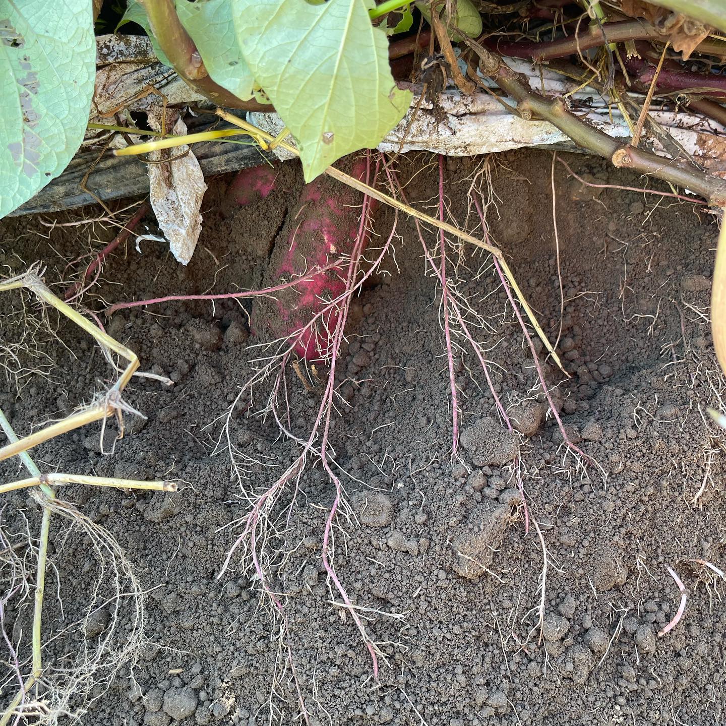 試し掘り

良い感じです