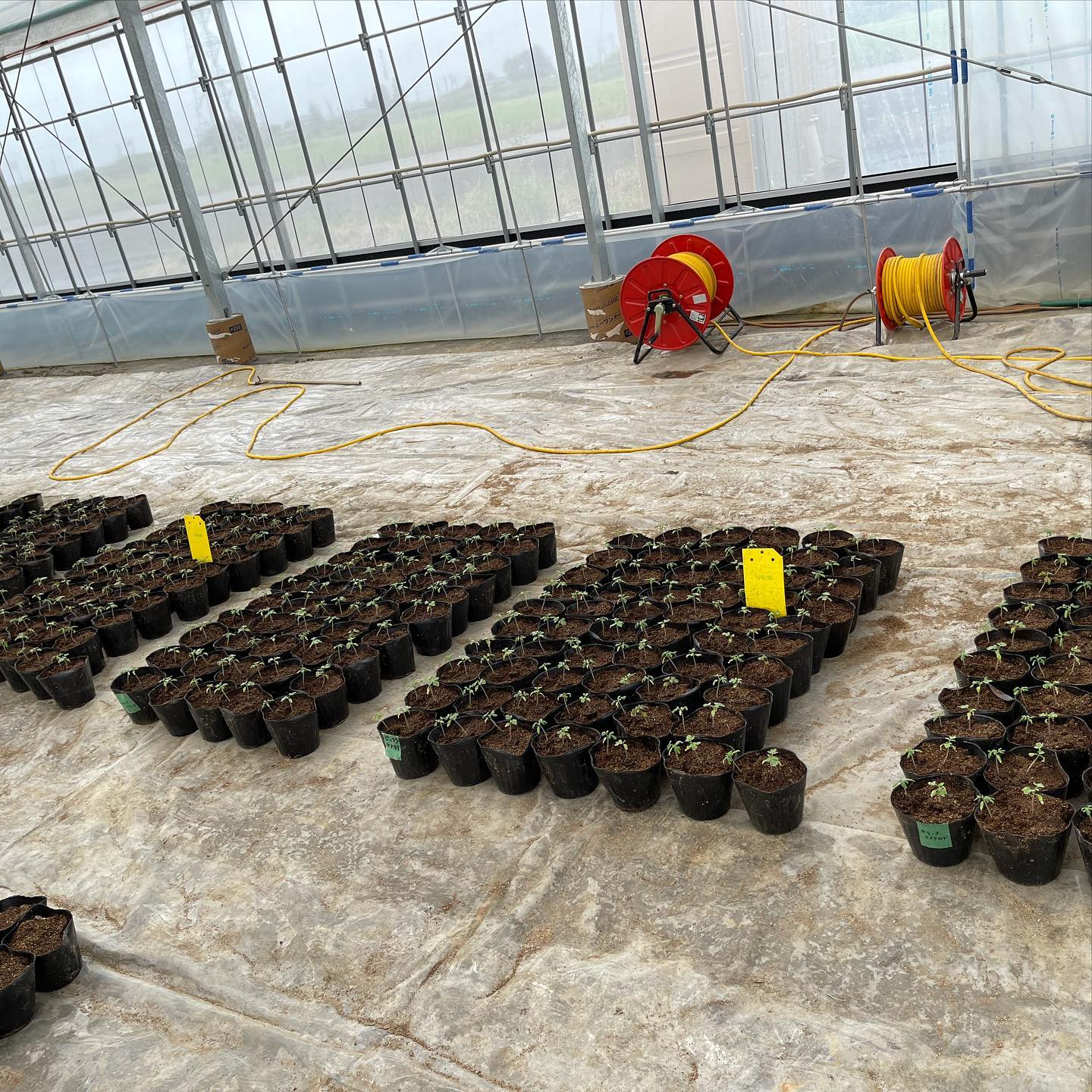 今週はミニトマトの移植と来週に大玉トマトの苗がくる準備をしました

去年よりも土を柔らかくするために鎮圧を少し抑えました
その分、穴あけは楽そうでした🕳

トマトも2列ではなく、今年は1列で行くそうです

毎日、暇があればトマトの本ばかり見てみる旦那さん…うまくいくと良いね

最後の写真は、今日が上の娘の友達が誕生日なので、昨日久しぶりにプラバンとレジンで作りました️
楽しかったぁ♬
お誕生日おめでとうメイちゃん🥳