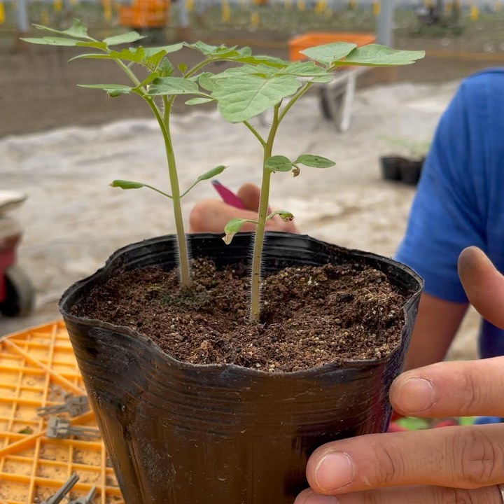 接木

主人とお義父さんでミニトマトの接木をしていたので、教わりながらやってみました
案の定…失敗…
思っているよりも難しい
気が向いたらまたチャレンジしてみます🤣

その場所の管理、作業した人は日付の所にハンコを押す用紙を作りました
防除などで水に濡れることがあるので、大きめのファイルに入れて吊り下げてみました🗒 
誰がどこまで入ったのかわかるようにしました‍
あとはやってみて改善していきます️

午後から晴れて暑い

明日は誘引作業です
明日も晴れるから暑いんだろなぁ️🥵




用紙