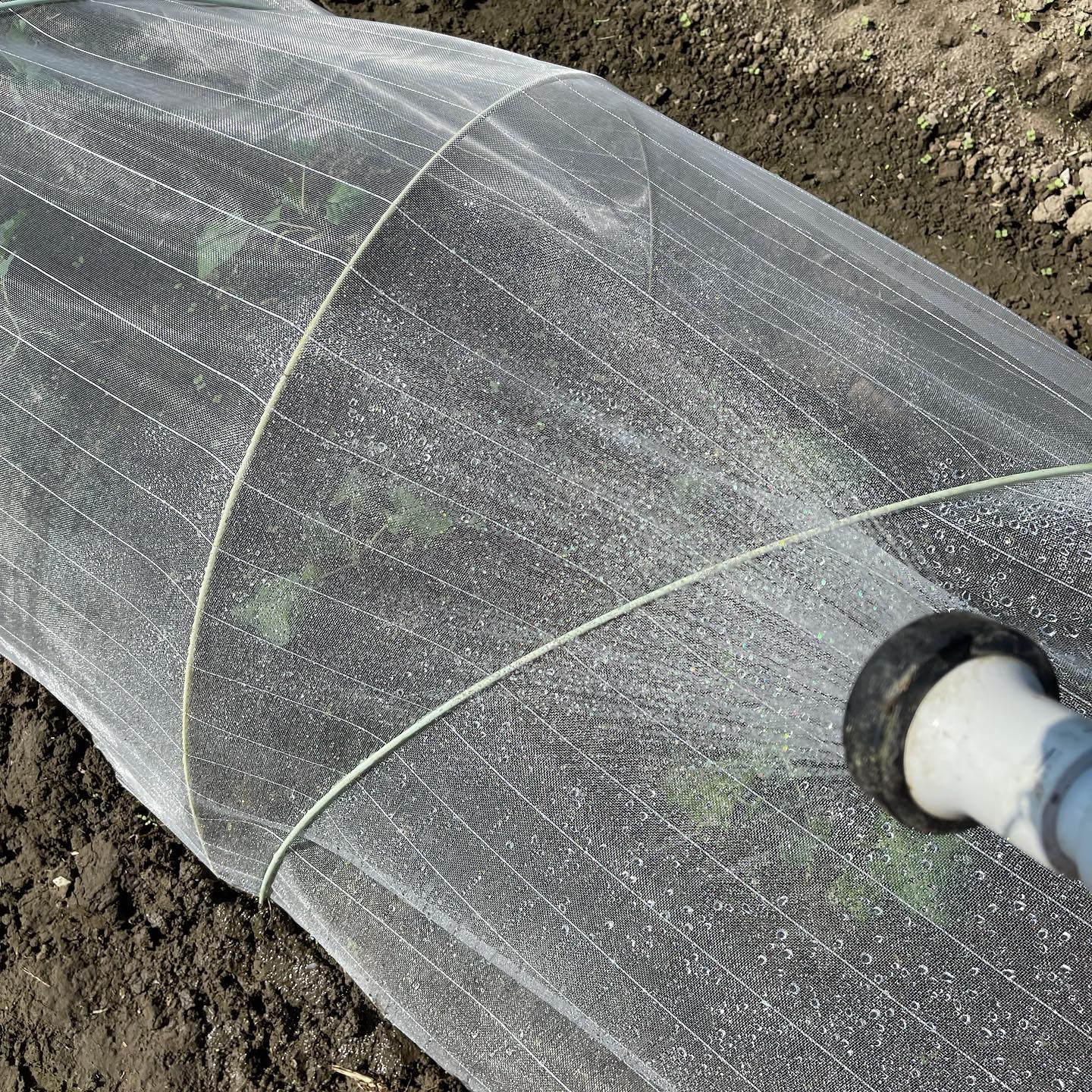 水やり

最近は晴れていることが多いので、毎朝50mのホースを引っ張ってたっぷり水やりをしています

つるありインゲンも採れはじめました