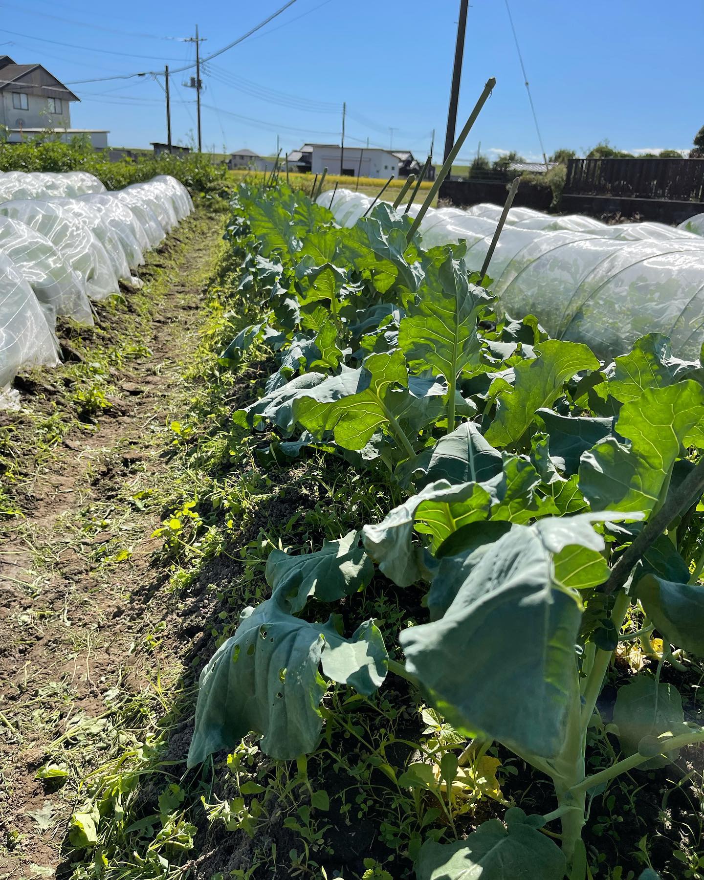 ブロッコリー🥦

きつそうにしていたブロッコリーの防虫ネットを外しました
こんなに風が強くなるとは思わなくて外したけど少し可哀想だったかな

今日改めてブロッコリーとスティックセニョールの数を数えたら…
ブロッコリー80株、スティックセニョール65株️
苗を捨てるのが勿体無いから植えたけど、家庭菜園で育てる数ではない🤣🤣🤣
頑張って消費しなくちゃ