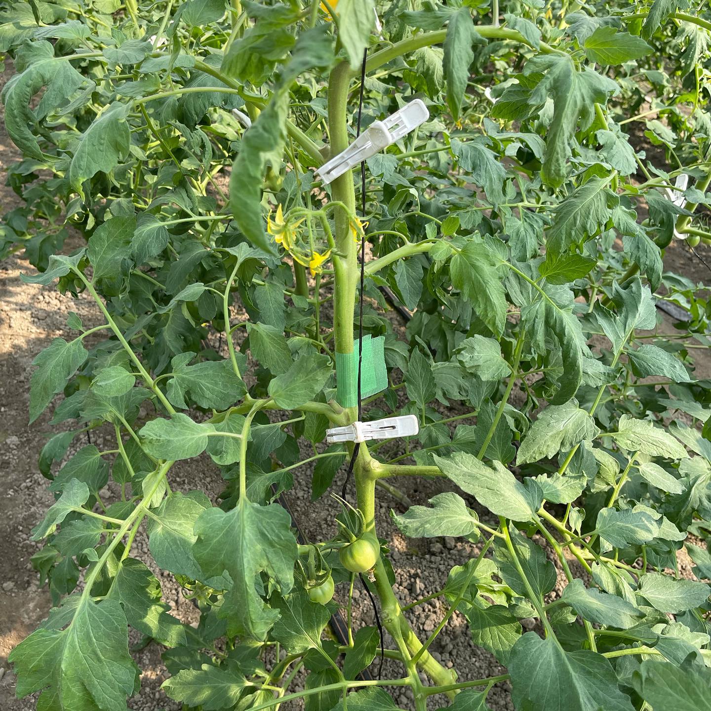 おはようございます🌞

早速折っちゃいました
どうか生き延びますように🏻



#やっちゃった︎