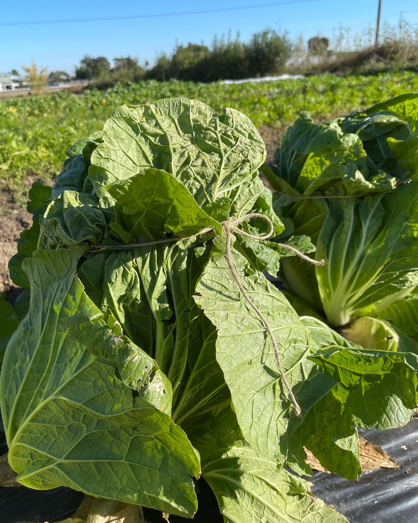 家庭菜園🥬

今日はハウス仕事はお休みをして、お昼ご飯を食べることも忘れ畑で作業していました

キャベツ以外の防虫ネットを剥がしました
草が伸び放題だったので草刈りをして、その最中にかき菜を見つけたら定植していました🥬　　

防虫ネットをしていても中々、ヨトウムシは防げず、白菜は虫穴が空いていました　

毎年、白菜を丸める時に何が正解で何が間違いなのか分からず紐で縛っています🤔
この作業は本当に苦手で、白菜農家に嫁に行かなくて良かったと思います

明日はハウス管理、明後日に畑作業の予定です

ではおやすみなさい😴