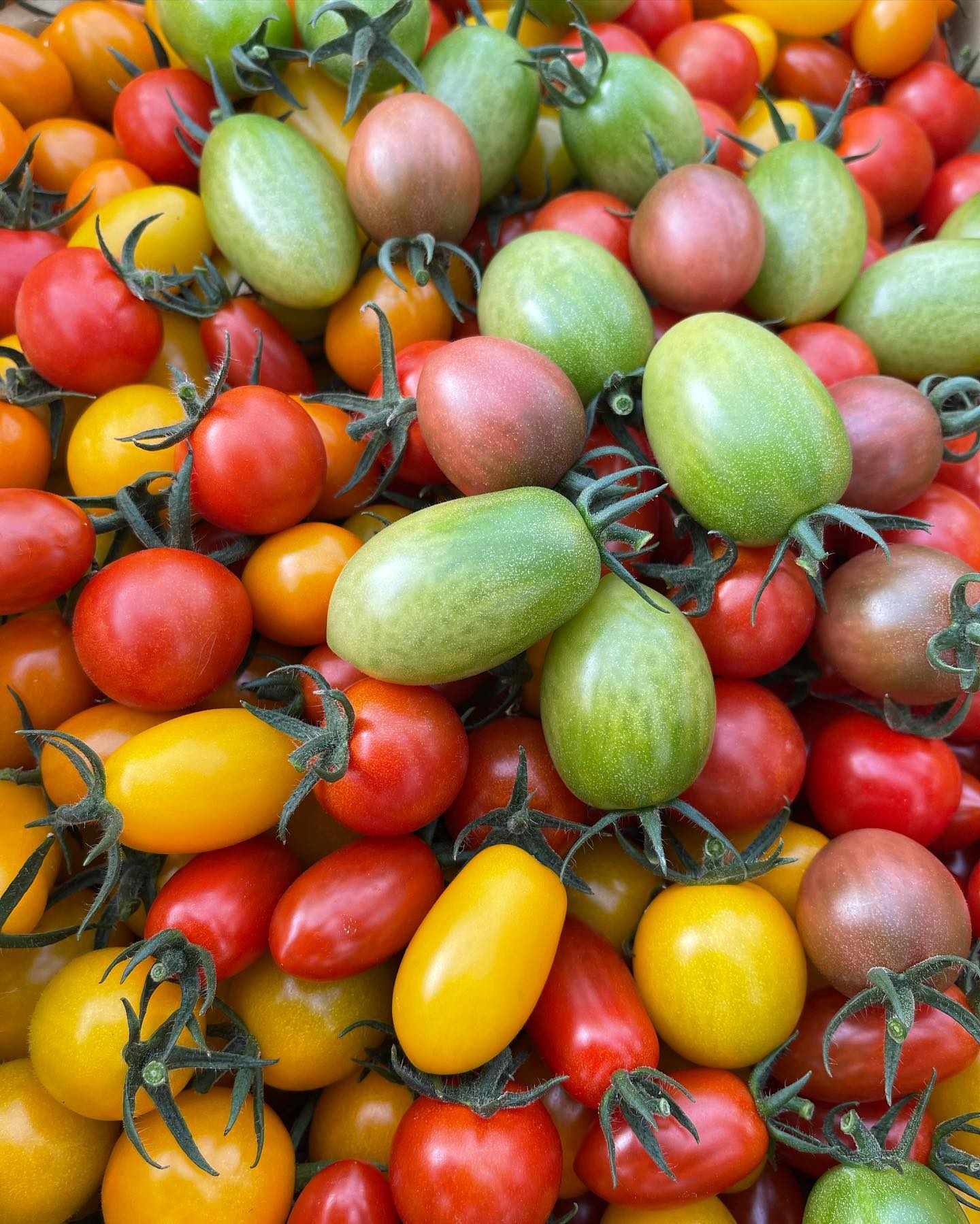 ミニトマト

今日は収穫日でした
みどりと紫のミニトマトも採れ始まり、量も採れたので今シーズン初のイオンへ搬入してきました

今シーズンもよろしくお願いします