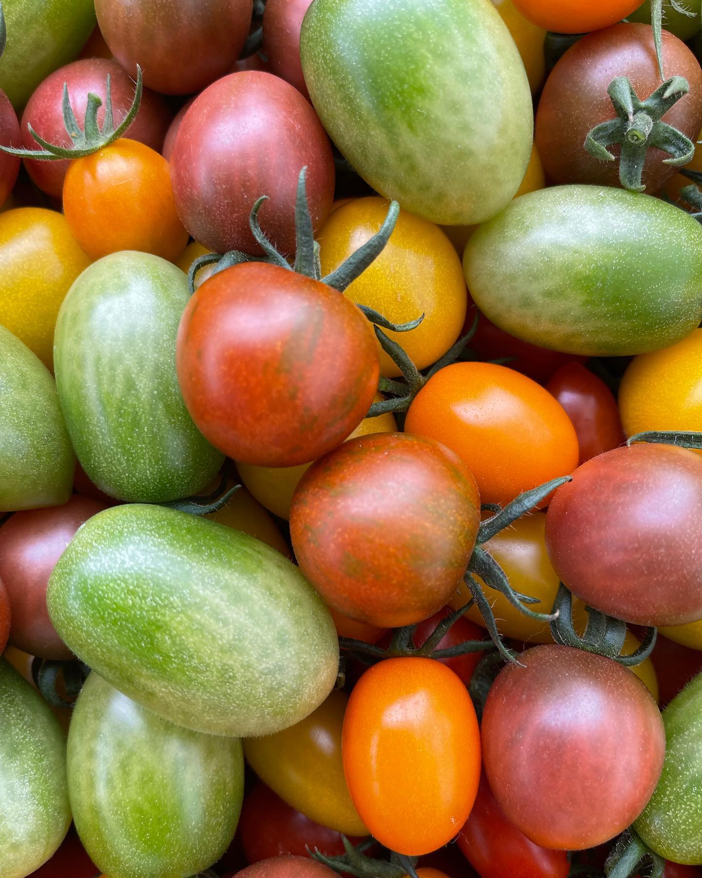 収穫

ゼブラ柄のミニトマトも採れ始まりました

今日もイオン佐野新都心へ納品します
よろしくお願いします‍♀️
