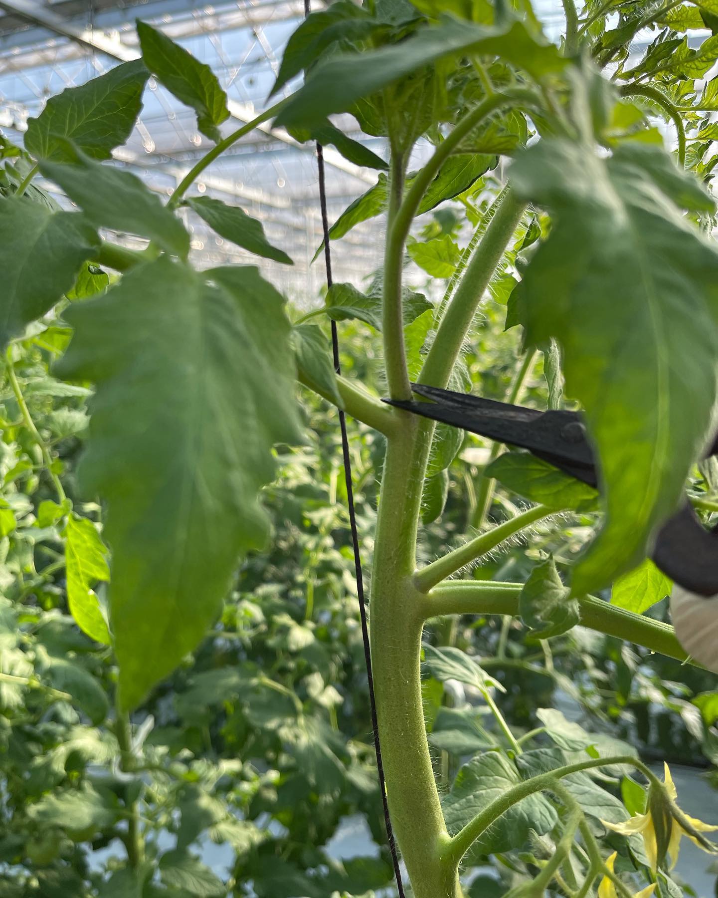 トマトの管理

午前中のハウス仕事は写真1、2枚目のわき目取り、3枚目のトップリーフ取り、4枚目の摘花をしていました
背丈が高く届かなくなってきたので下駄を履いての作業でした️
一本の木で作業内容が多いので中々進みません

午後も引き続き同じ作業を頑張ります🏻