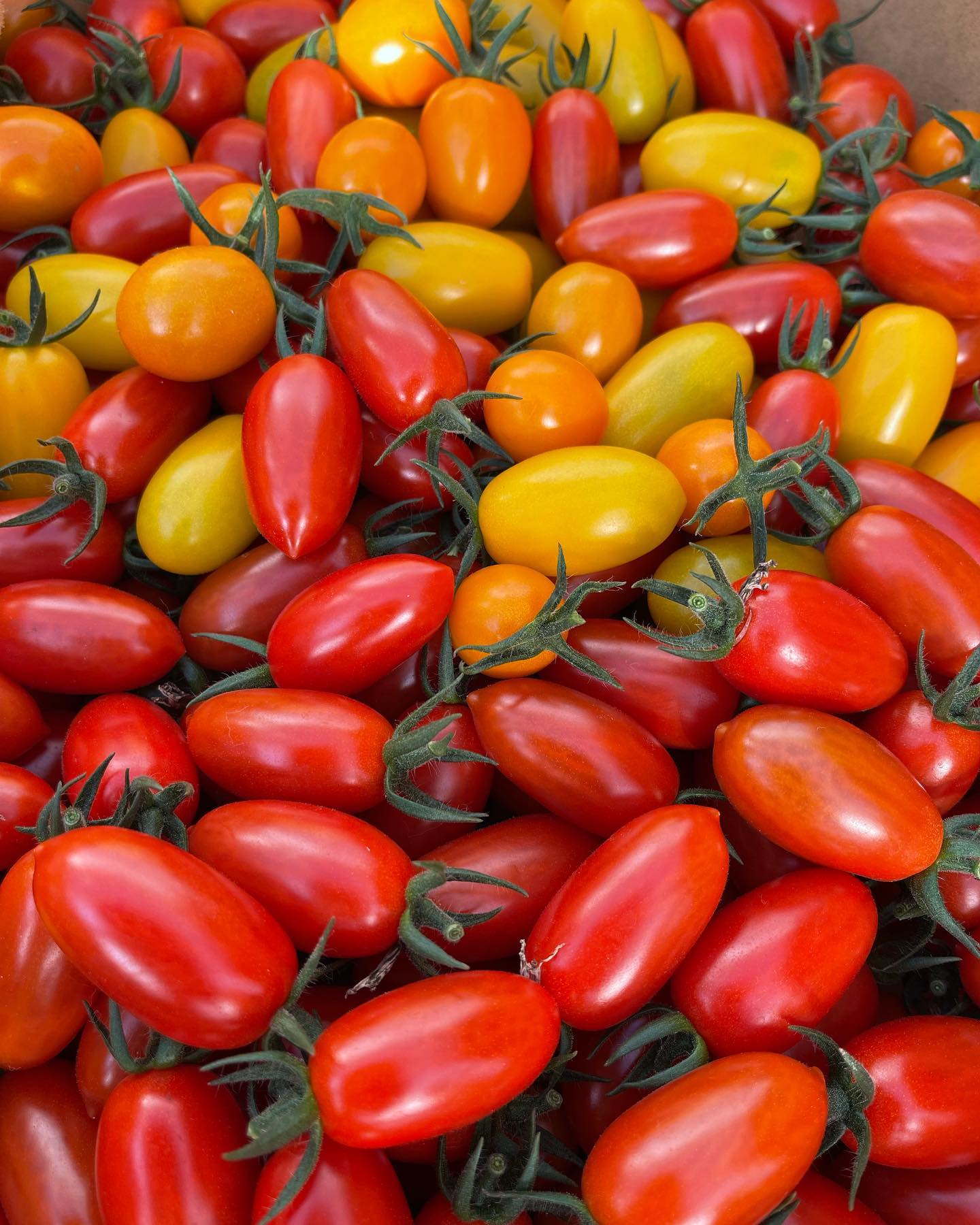 収穫

おはようございます🌞
本日のミニトマトの収穫
形、色、とても綺麗

まとまって採れないので、今日もこれから自販機で販売します

よろしくお願いします‍♀️