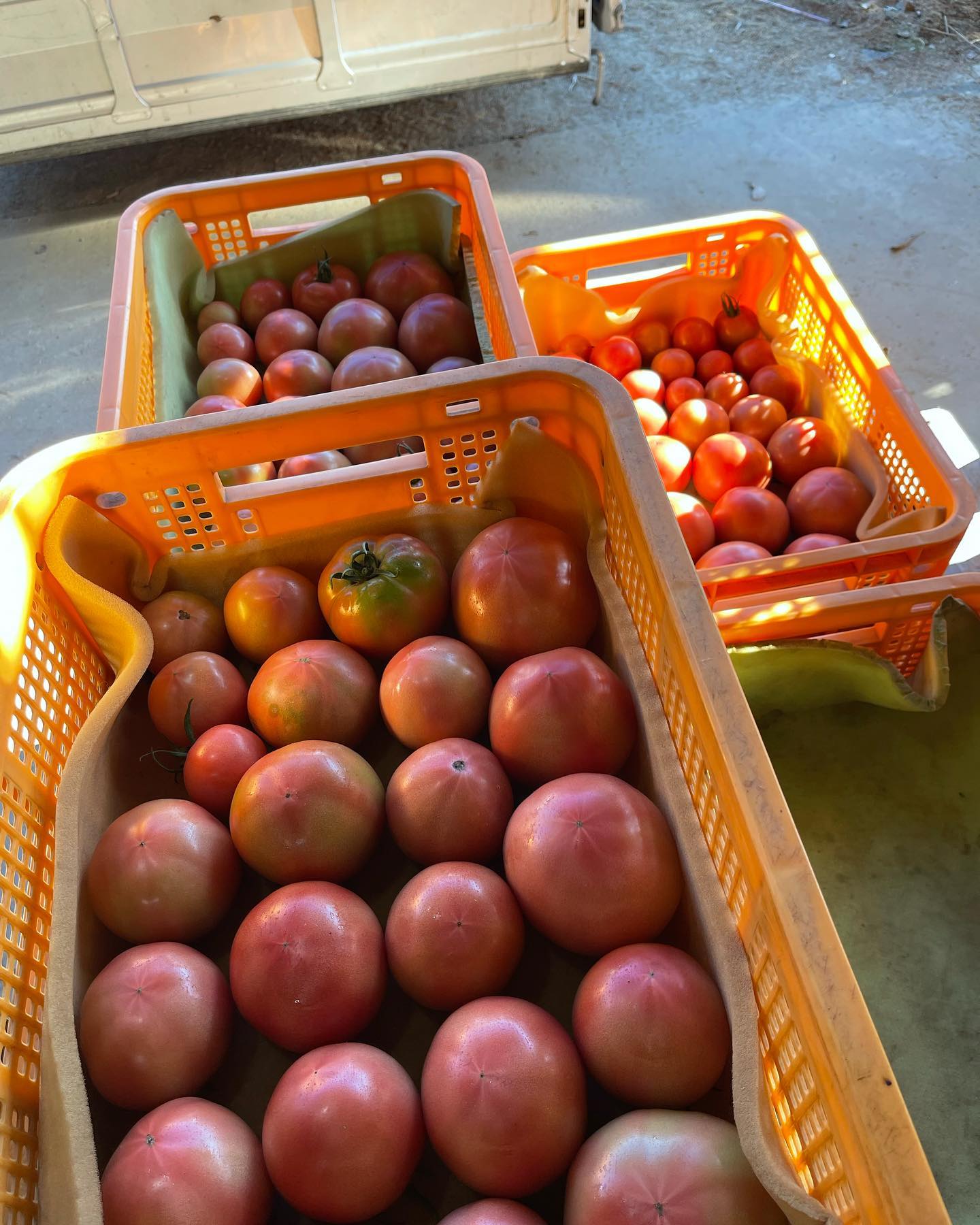 収穫

２日前から大玉トマトの収穫が始まりました
２日前は4キロ箱3箱だったのが、今日は前回よりも9箱多い12箱
このまま順調に収穫できる事を願うばかりです

午後は麦撒きする田んぼをトラクターかけました🚜
久しぶりのトラクター楽しかったです

今日収穫した大玉トマトは、イオン佐野新都心に少ないですが納品しました

今年度のトマトもよろしくお願いします🥺