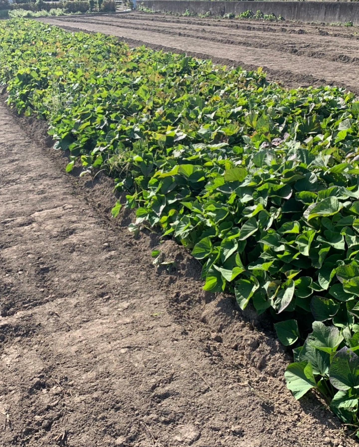 農家仲間たち‍

今日は若手の農家の方達と一緒に育てたさつまいも掘りでした

だいたい3時間程かかりましたが、話をしながらの作業だったので時間が経つのもあっという間で楽しかったです

来週の金曜日は今日掘ったさつまいもと先日掘ってくれた落花生を販売するので、袋詰めします

11月14日の日曜日に足利市農協直売所のあんあん弥生店の駐車場で販売予定ですので、是非よろしくお願いします‍♀️

（良い写真が送られてきたので、写真を入れ替えました🤳前回いいね️してくださった方、すみませんまたいいね️頂けると嬉しいです）




＃落花生