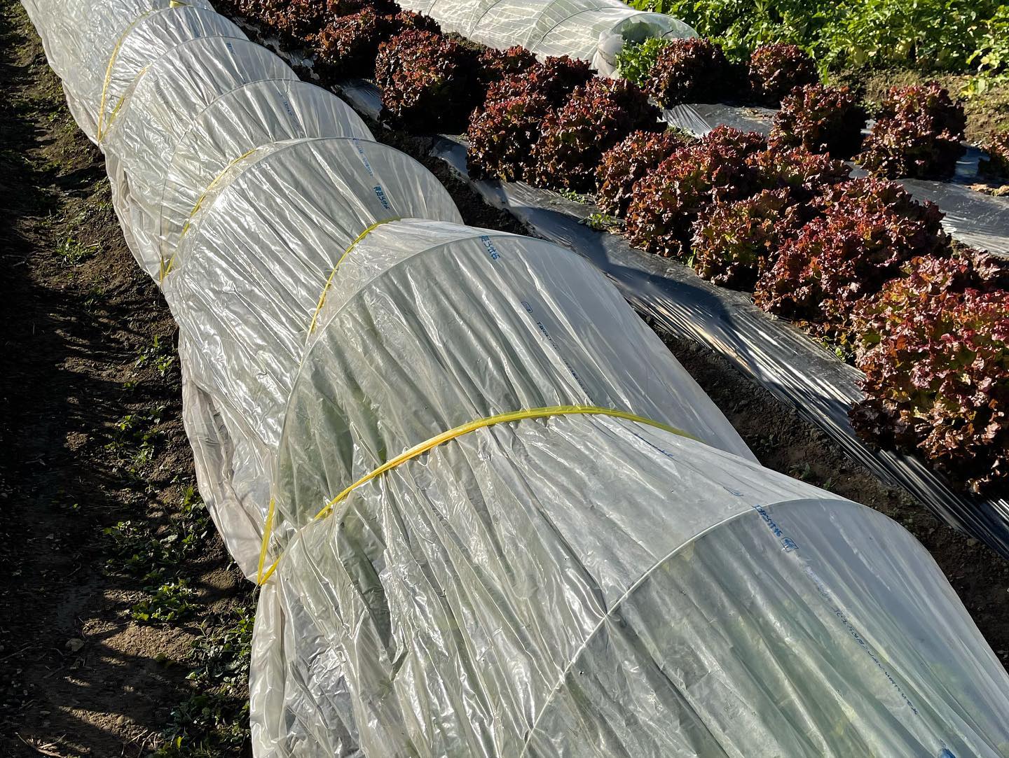 霜対策️
来週辺りから朝方の気温が低くなる予報なので霜に弱い野菜にトンネル作りました🥬
その後は大根を干してたくあんの準備しました
毎年この作業をしていると小さい頃を思い出し、懐かしいと思いながら大根を束ねてます
去年作ったたくあんはイマイチだったので今年は美味しく出来ると良いなぁ🥺
まだまだやる事もあるけど今日はここまで🏻
明日はミニトマトを収穫します
合間見ての家庭菜園ですが、今のところ順調です