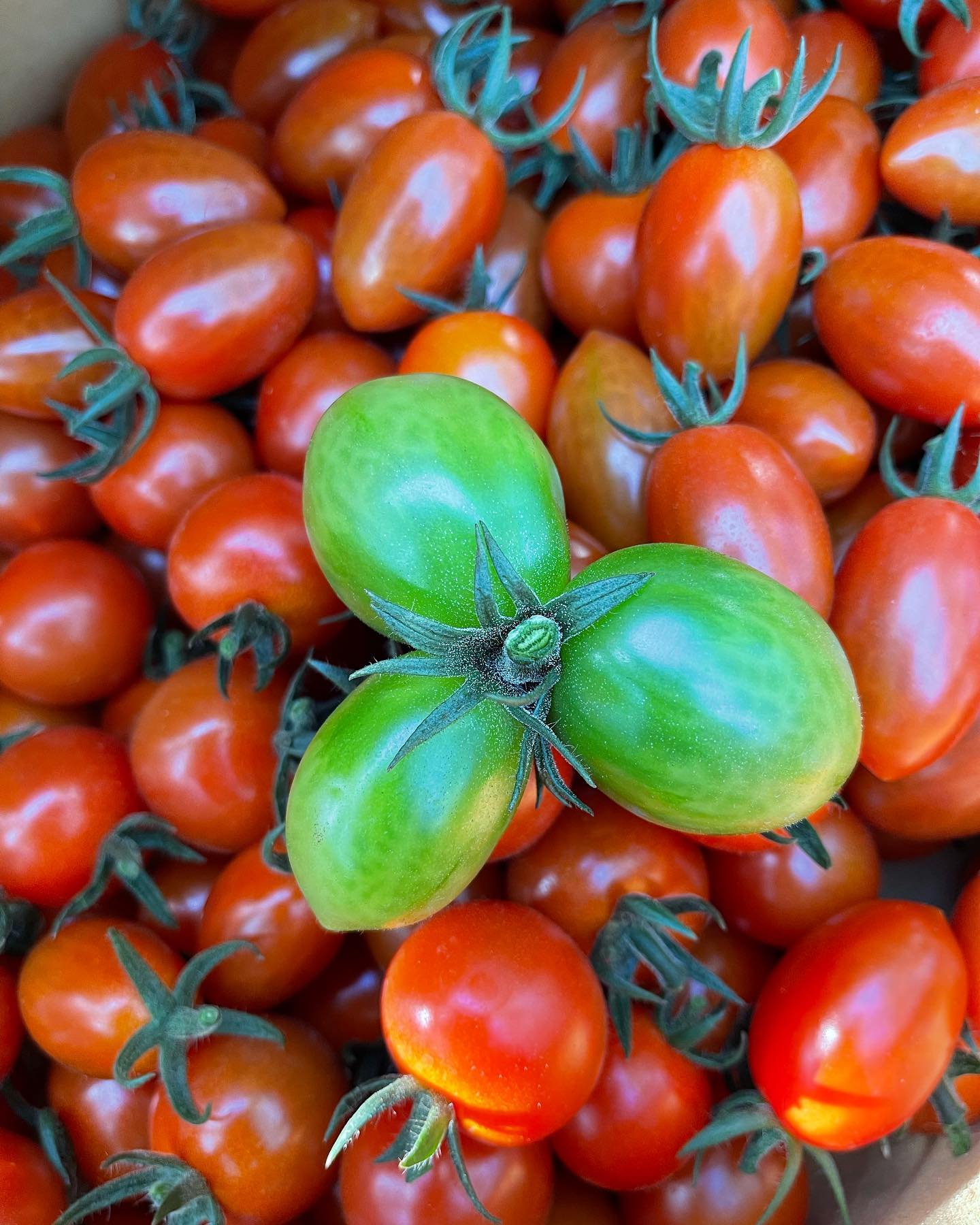 3つ子

初めて見ました🏻