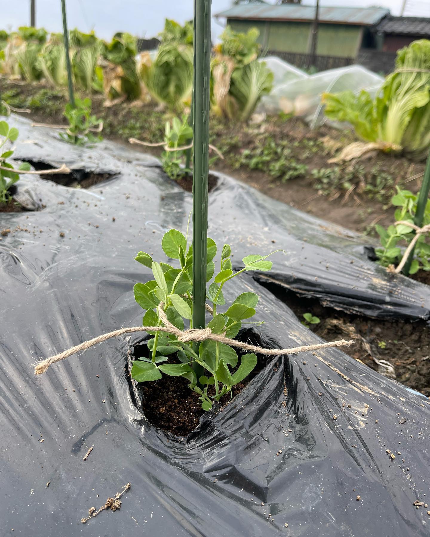 スナップエンドウとほうれん草🥬
白菜の跡地にスナップエンドウの苗を定植しました
初めてのスナップエンドウ
上手く育ちますように
写真の2枚目と3枚目は撒き直したほうれん草の苗です
このままでは今年の冬の間に食べられるのか分からないので、成長を早める為にビニールをベタがけしました
こちらも上手く育ちますように
それにしても今日は太陽が出るまでは寒く、震えながら家庭菜園の管理をしていました🥶
太陽が出てからは寒さは落ち着きました
太陽は有難いですね🌞
明日はミニトマトの収穫です
明日の収穫したミニトマトはどまんなか田沼に納品予定です
見かけた方は是非ご賞味ください🤗