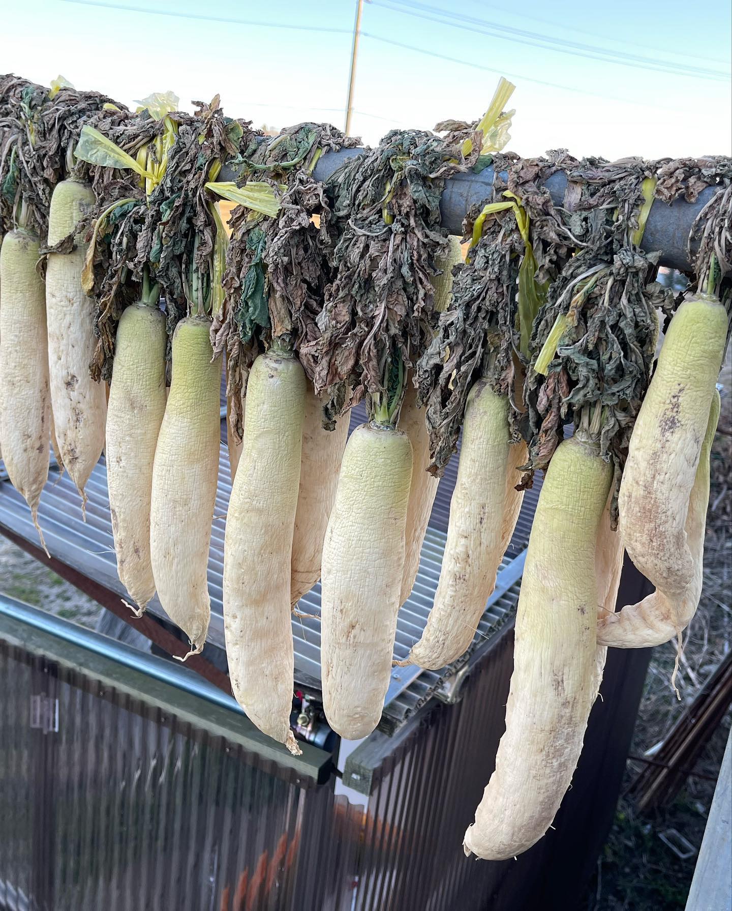 たくあん

今日は風が強く、気温も上がらなかったのでとても寒い1日でしたね🥶
そんな寒い日の夕方にたくあんを漬けました
大根を並べて、麹漬けの素をかけて、その上に梨と柿とみかんの皮を干した物をかけてまた大根を並べて…3段出来ました‍♀️
だいたい出来上がりまで20日ぐらいかかります‍♀️
出来上がりが楽しみです