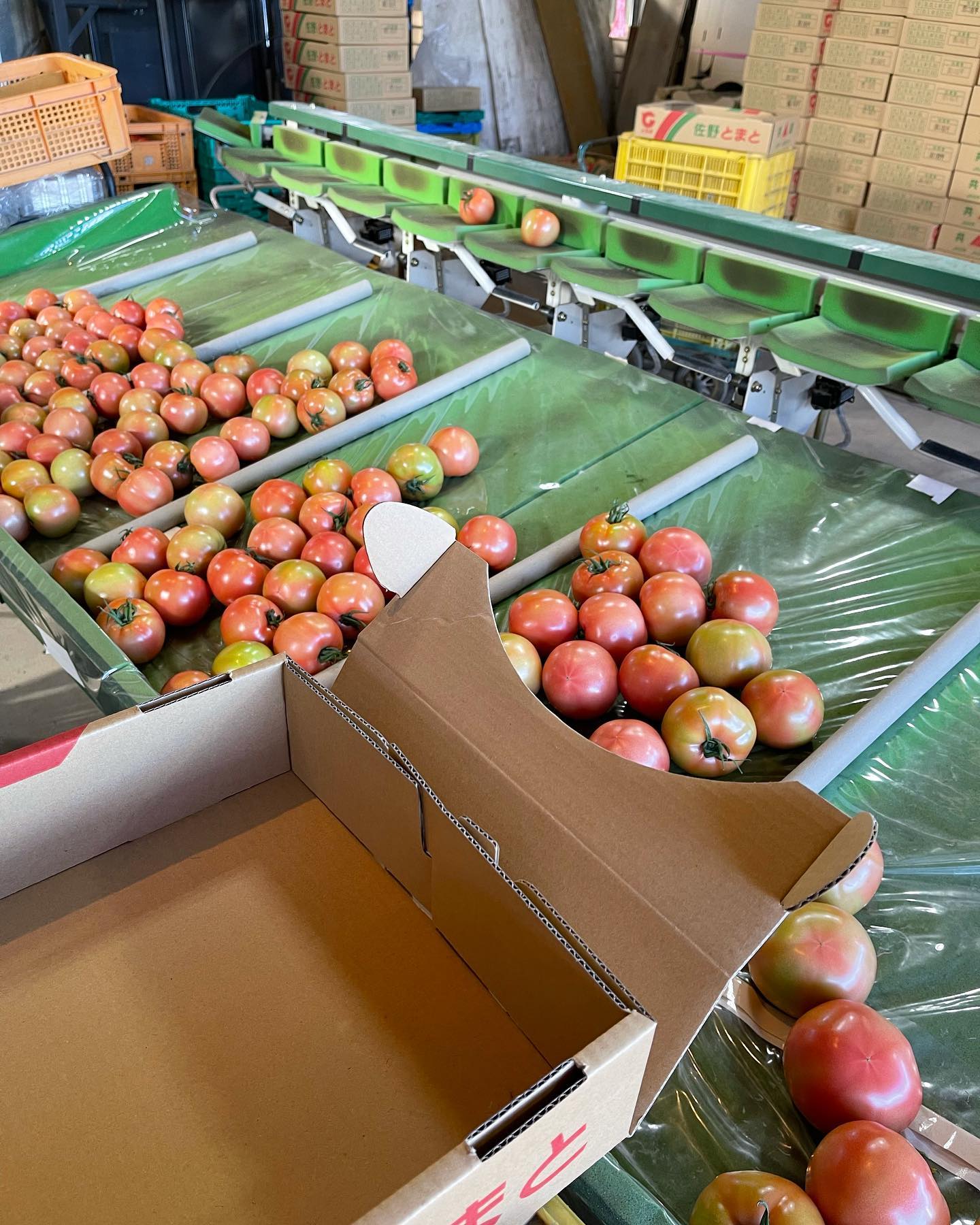 選別

２日前の収穫から初めての箱入れをしています

一言で言うと…難しいです
一つのトマトを何度も変えたり四苦八苦しながらやっと一箱出来る感じです

1年振り返った時、前シーズンよりも１つでも良いから出来ることが多くなっていれば良いなぁと思います

午後も頑張ります🏻