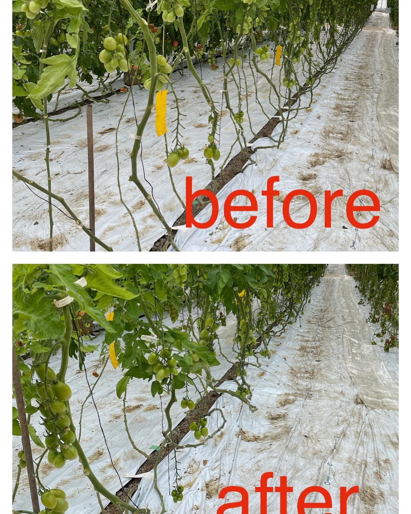 ツル下ろし

トマトの実が上の方になってきたので、初めてツル下ろしをしました
明日の収穫が少し楽になります

トマト収穫の色目、ツル下ろしの度合い、葉かき…何でもセンス(感覚)が多少は必要なんだなぁと思うこの頃です🤔