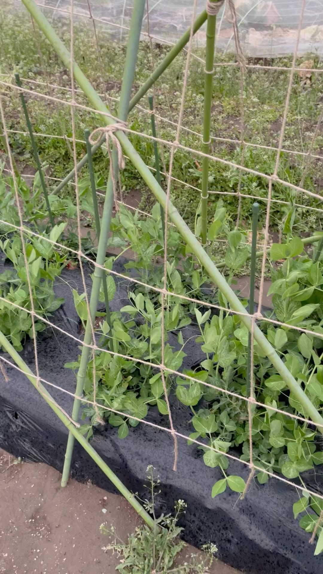 夕方、畑の様子を見に行くとスナップエンドウの花が咲いてました

10月上旬に種をまいて約6ヶ月
花が咲いたらあっという間に実になると思うので楽しみです　　