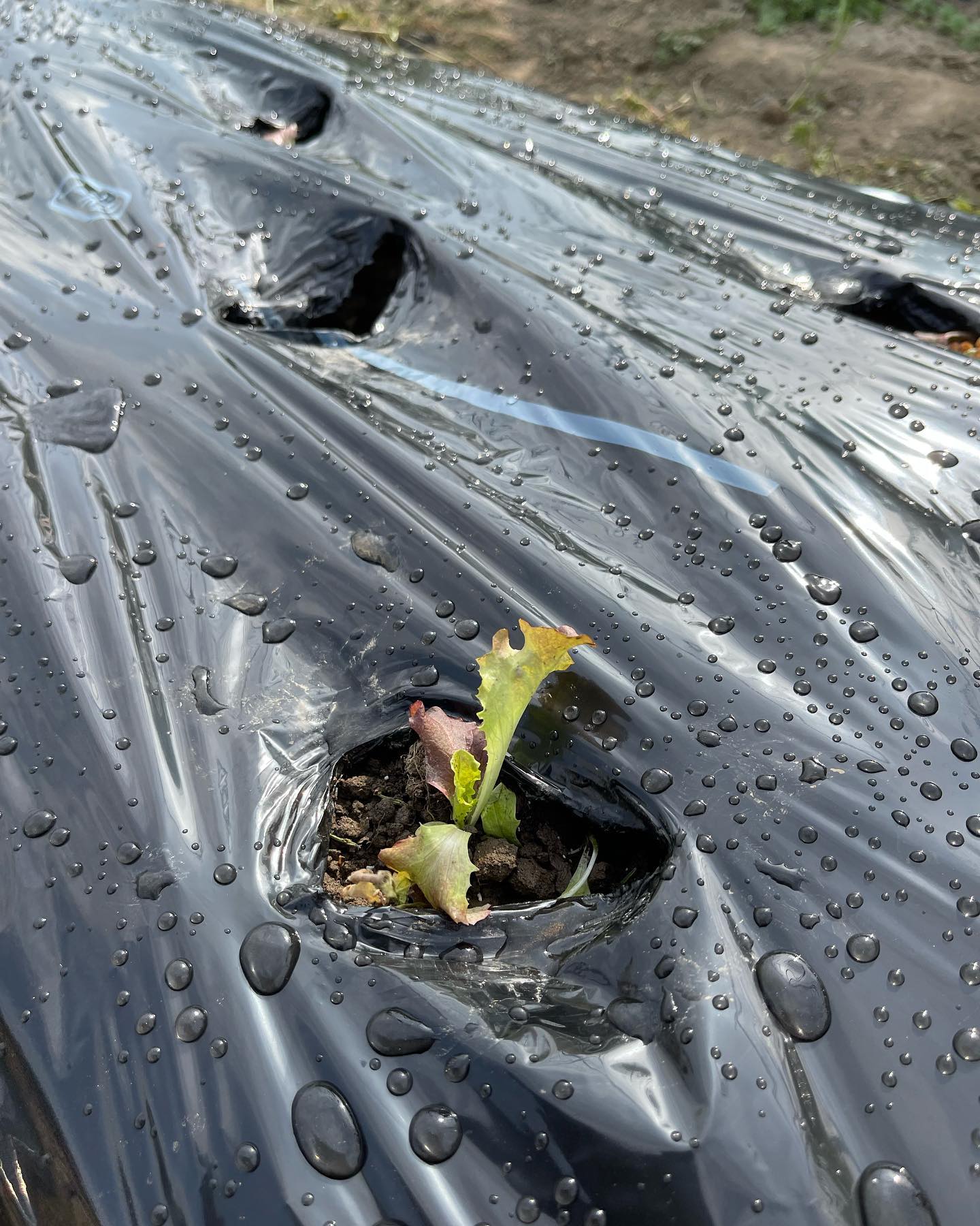 家庭菜園🥬

先週から畑仕事が本格的に始まりました🏻
トラクターで耕運したり、ベット上げして定植しました
少し遅いですが、そろそろ夏野菜の種も巻き始めようかと思います