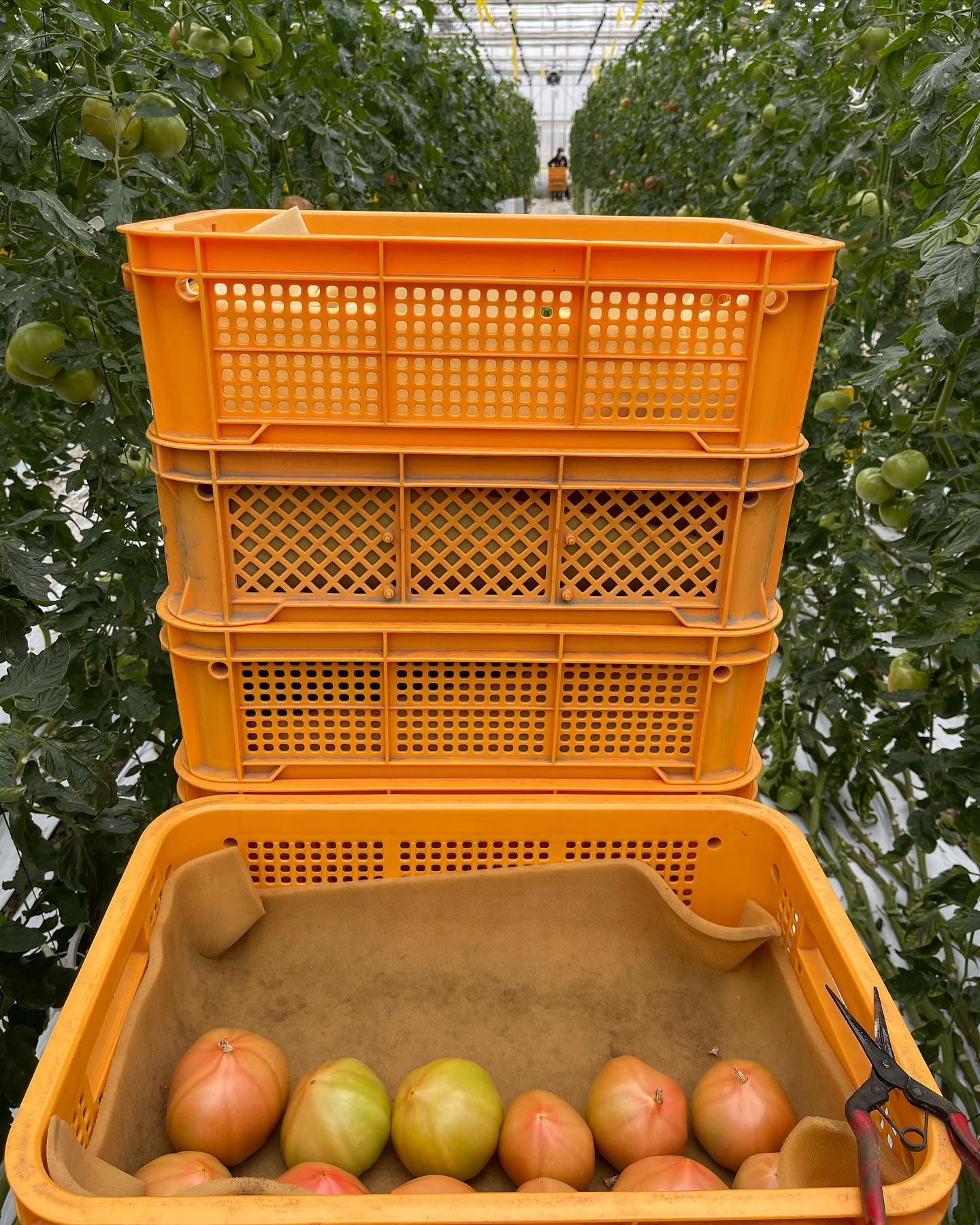久しぶり

おはようございます🌞

昨日は大玉の収量が多く、収穫が間に合わないので久しぶりに大玉の収穫に入りました

今シーズン1番の収穫量を出しました️
昨日箱入れまでは全部終わらなかったので、出荷の時間になるまでこれから箱入れします

今日も頑張りましょう🏻