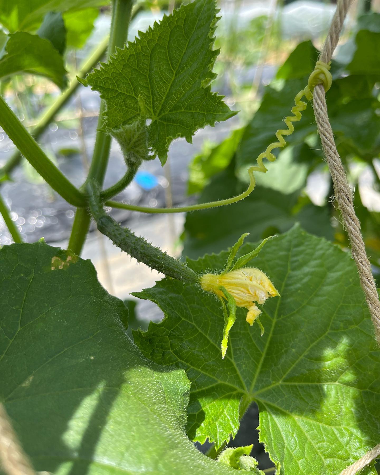 家庭菜園🥒

久しぶりの家庭菜園の投稿です‍
家庭菜園順調です🏻
スイカが大きくなっていたのは嬉しかったなぁ🥰