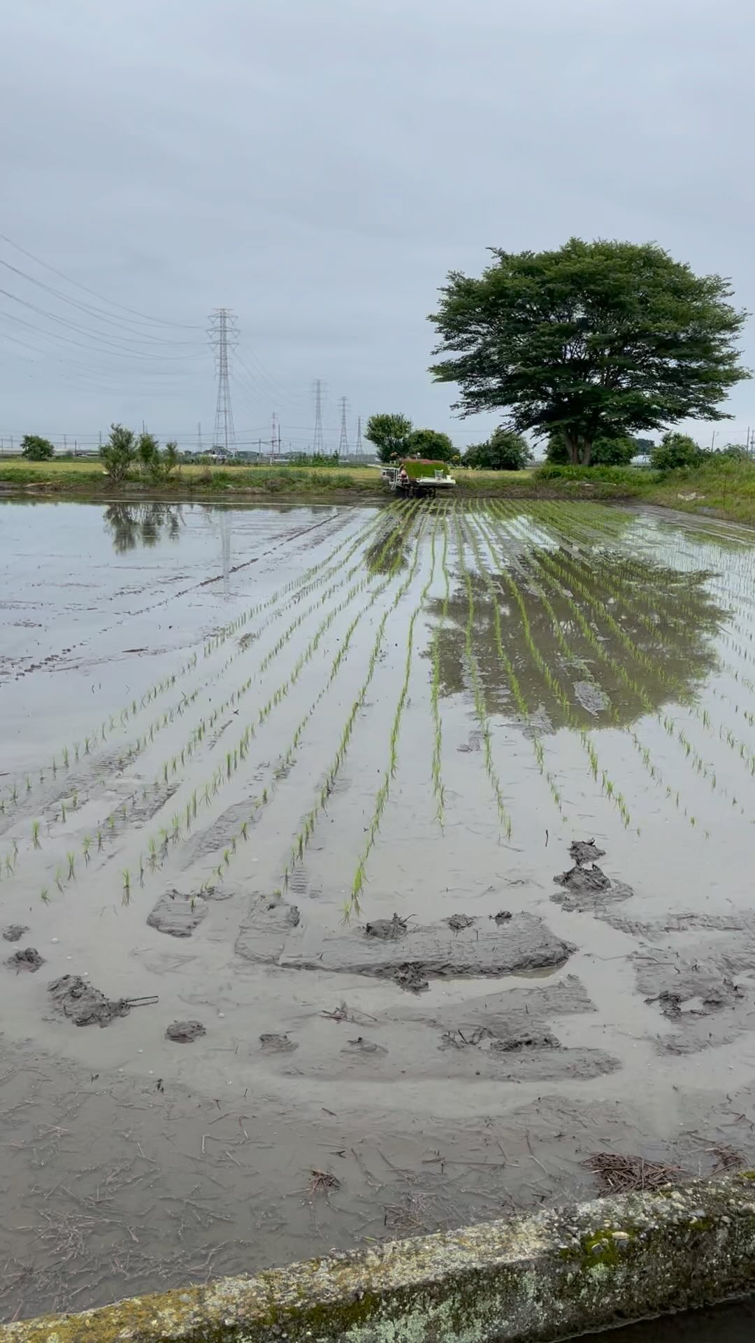 田植えが始まりました‍